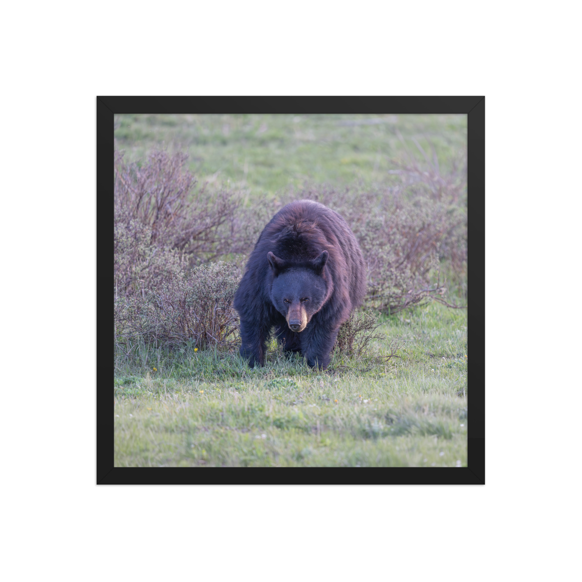 American black bear! Framed poster - Image 9