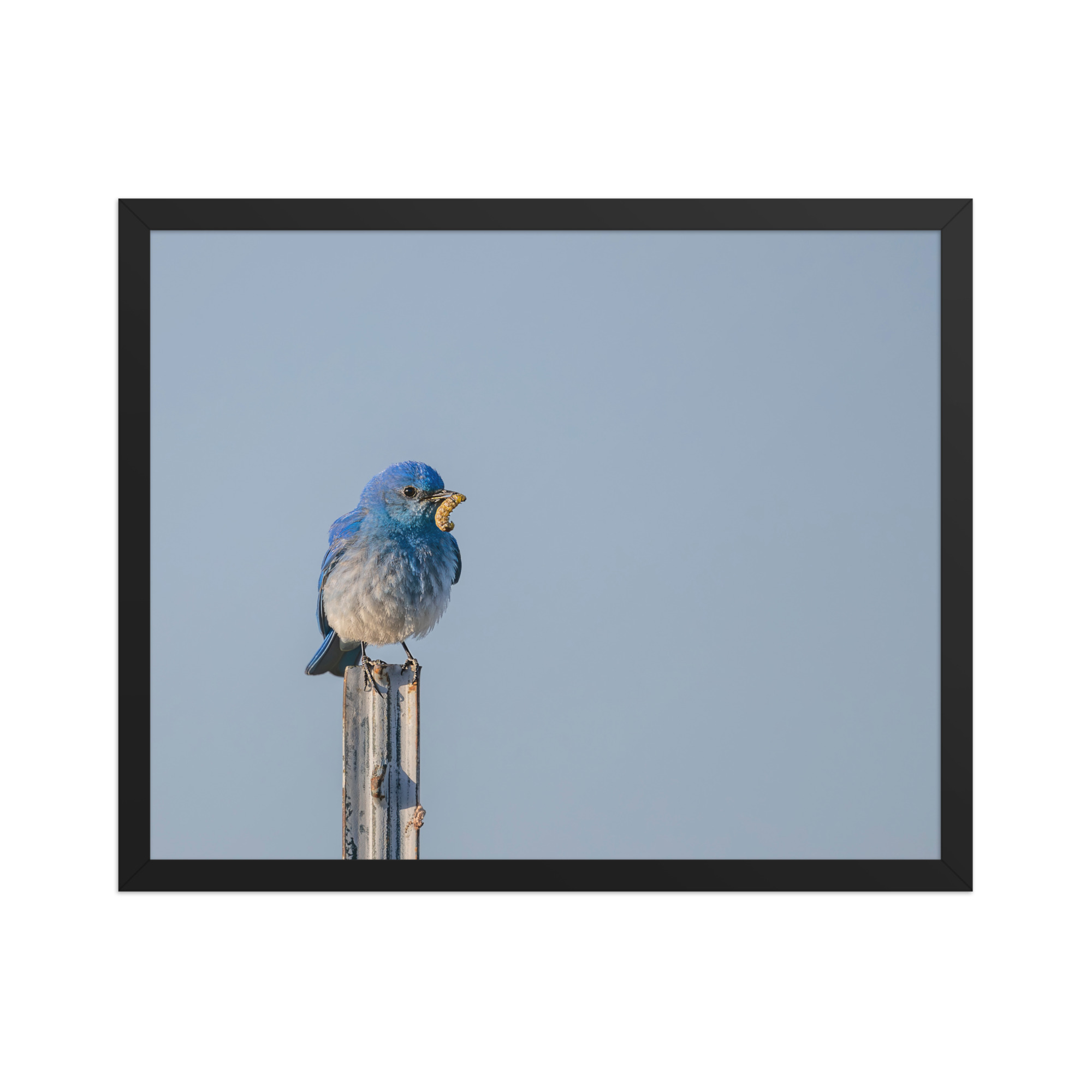 Mountain Blue Bird with food! Framed poster - Image 9
