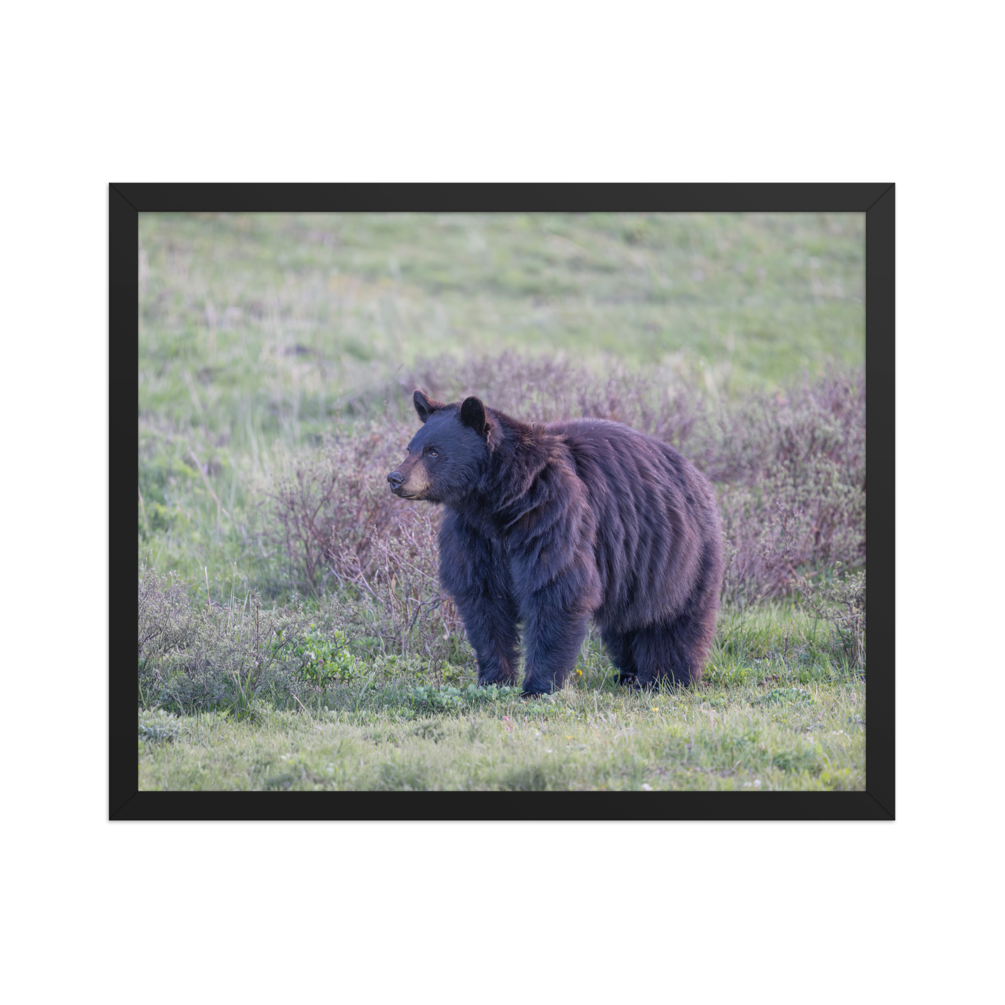 American black bear! Framed poster - Image 9