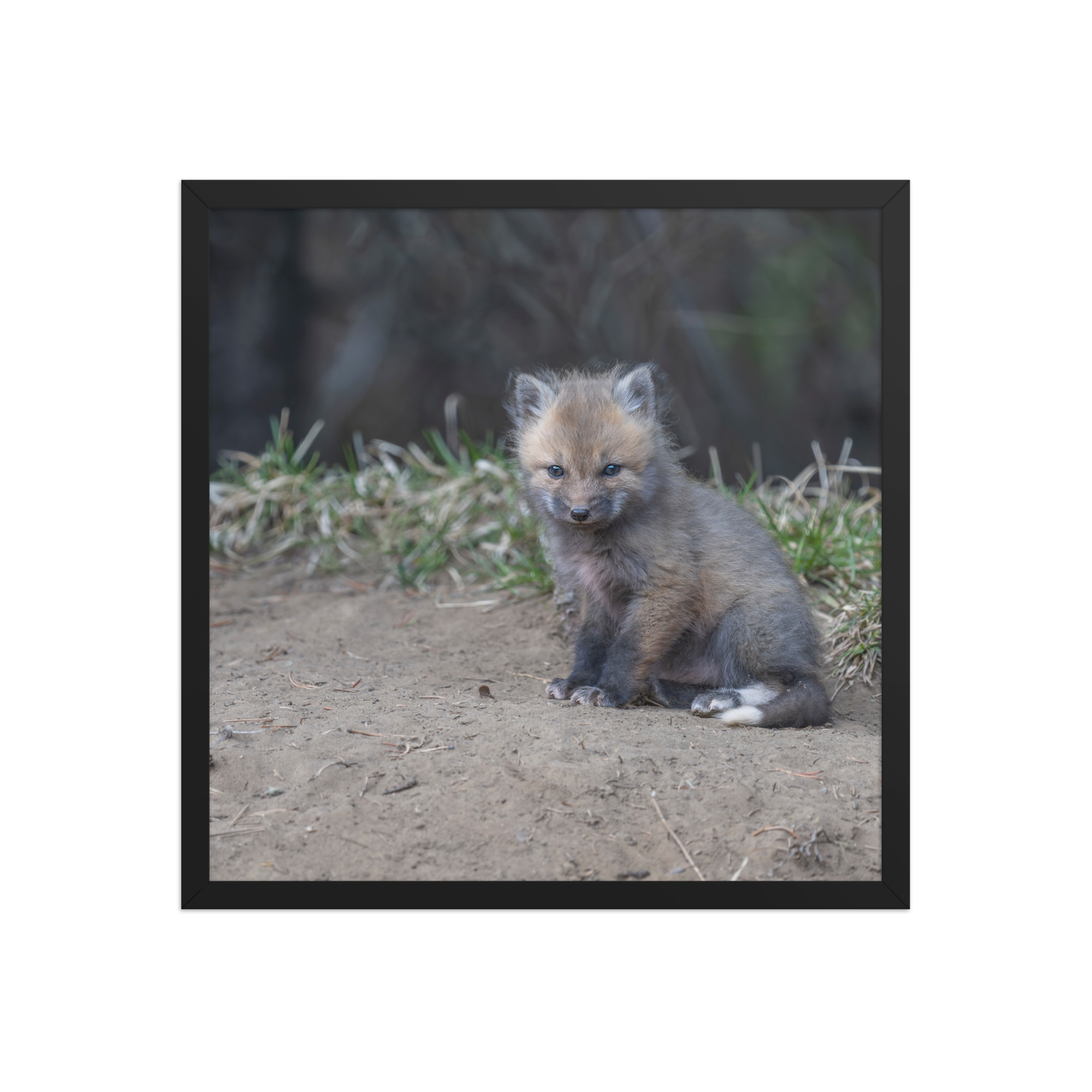 Baby Fox! Framed poster - Image 11