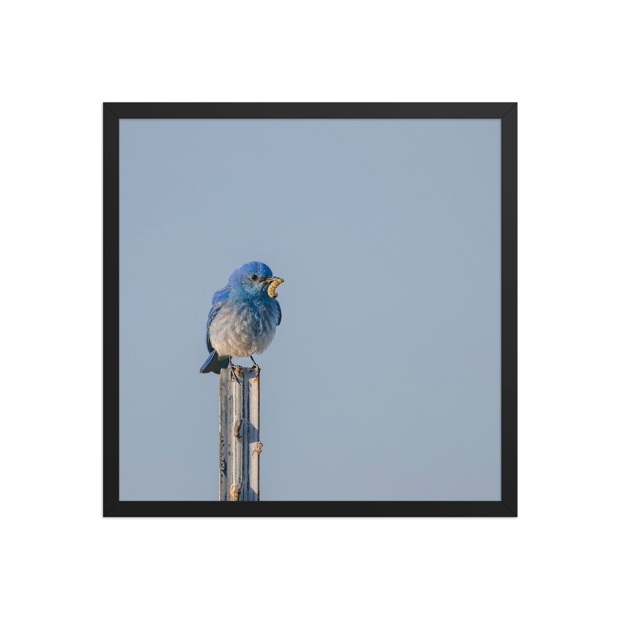 Mountain Blue Bird with food! Framed poster - Image 10