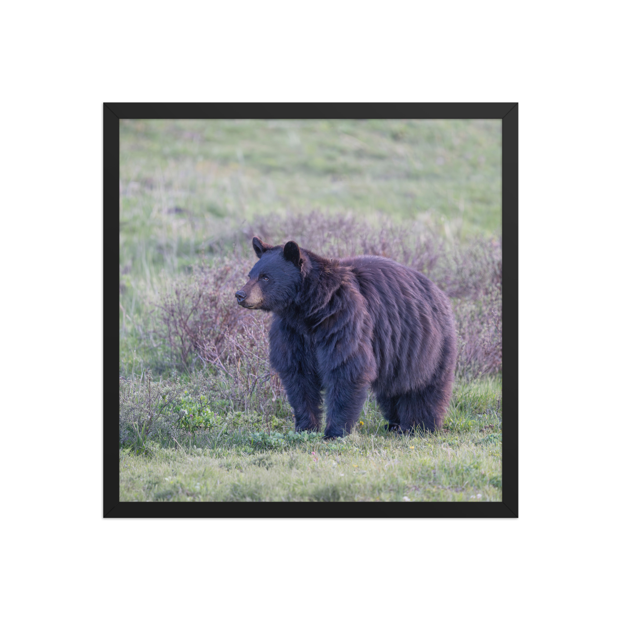 American black bear! Framed poster - Image 10