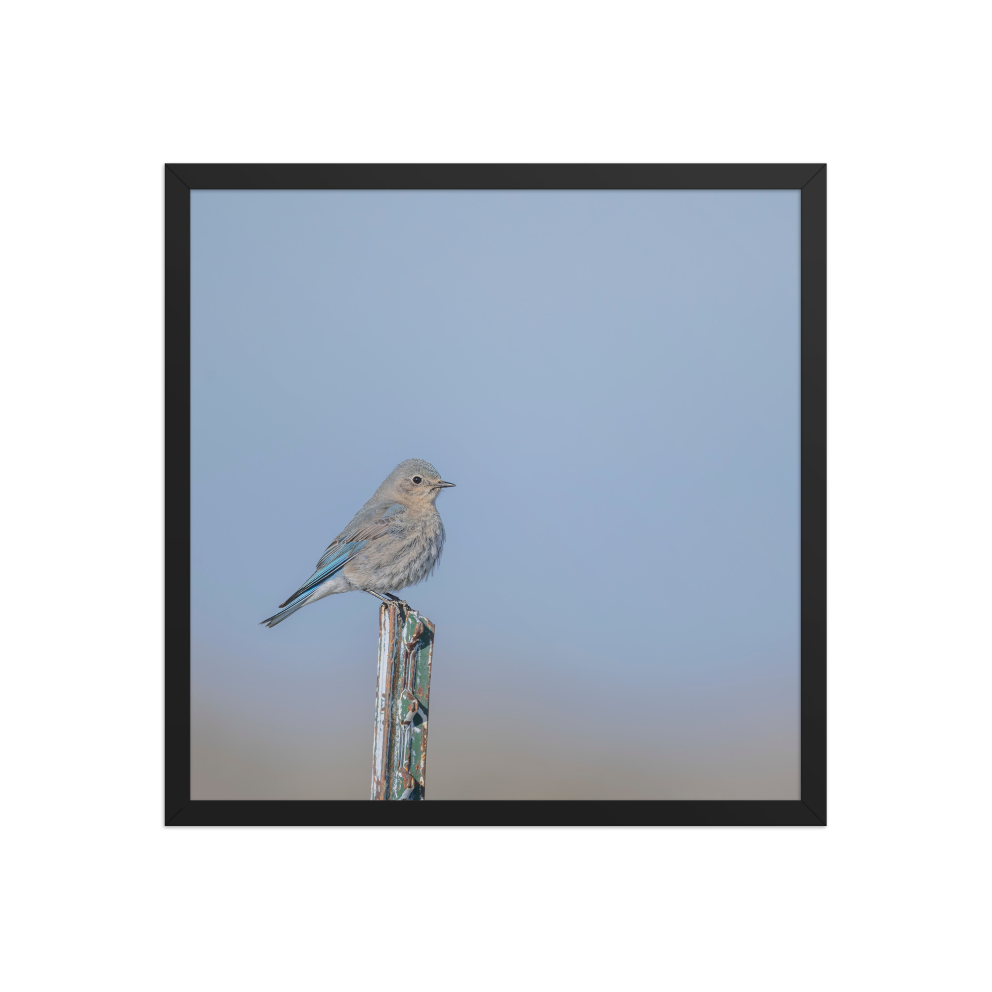 Female Mountain Bluebird! Framed poster - Image 10