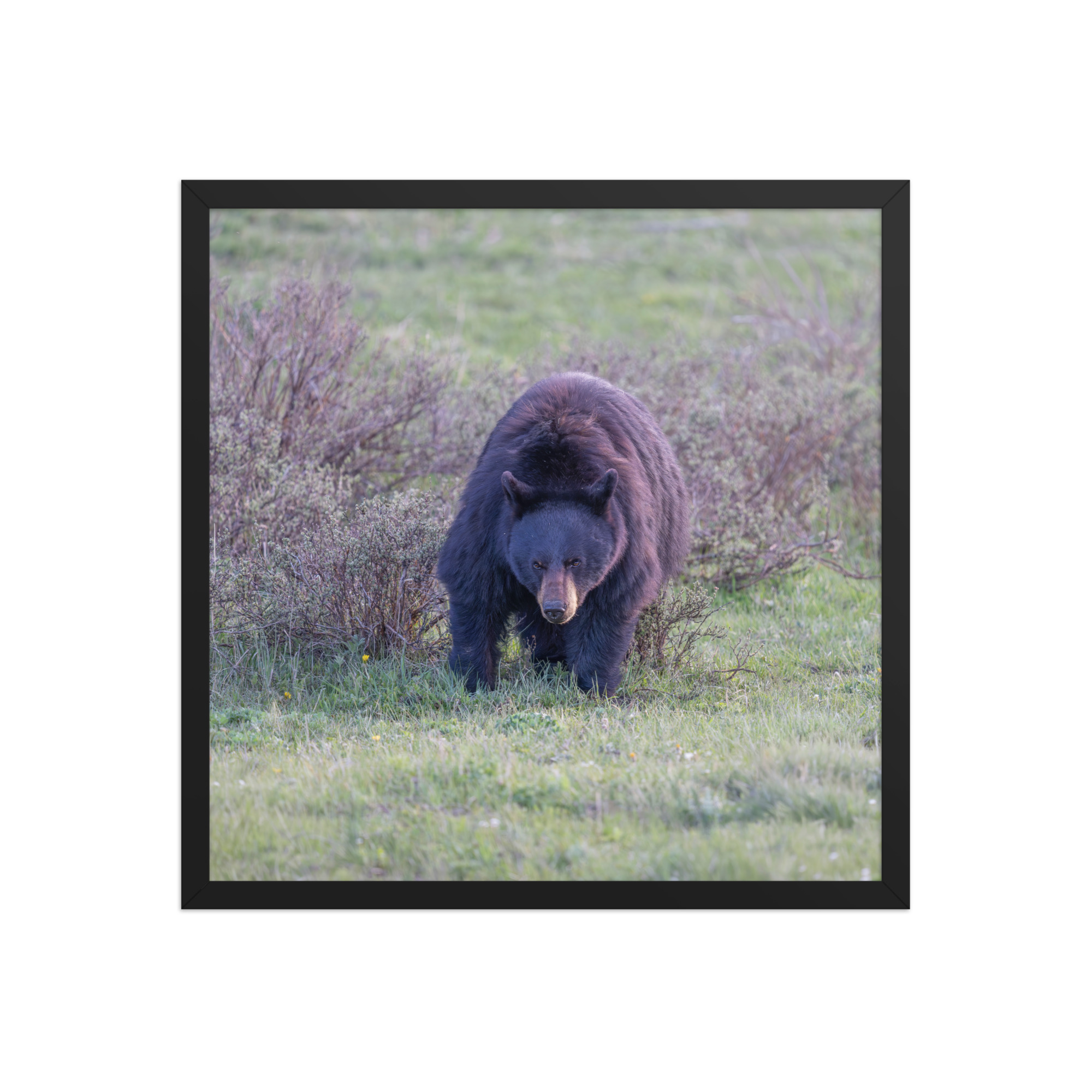 American black bear! Framed poster - Image 11