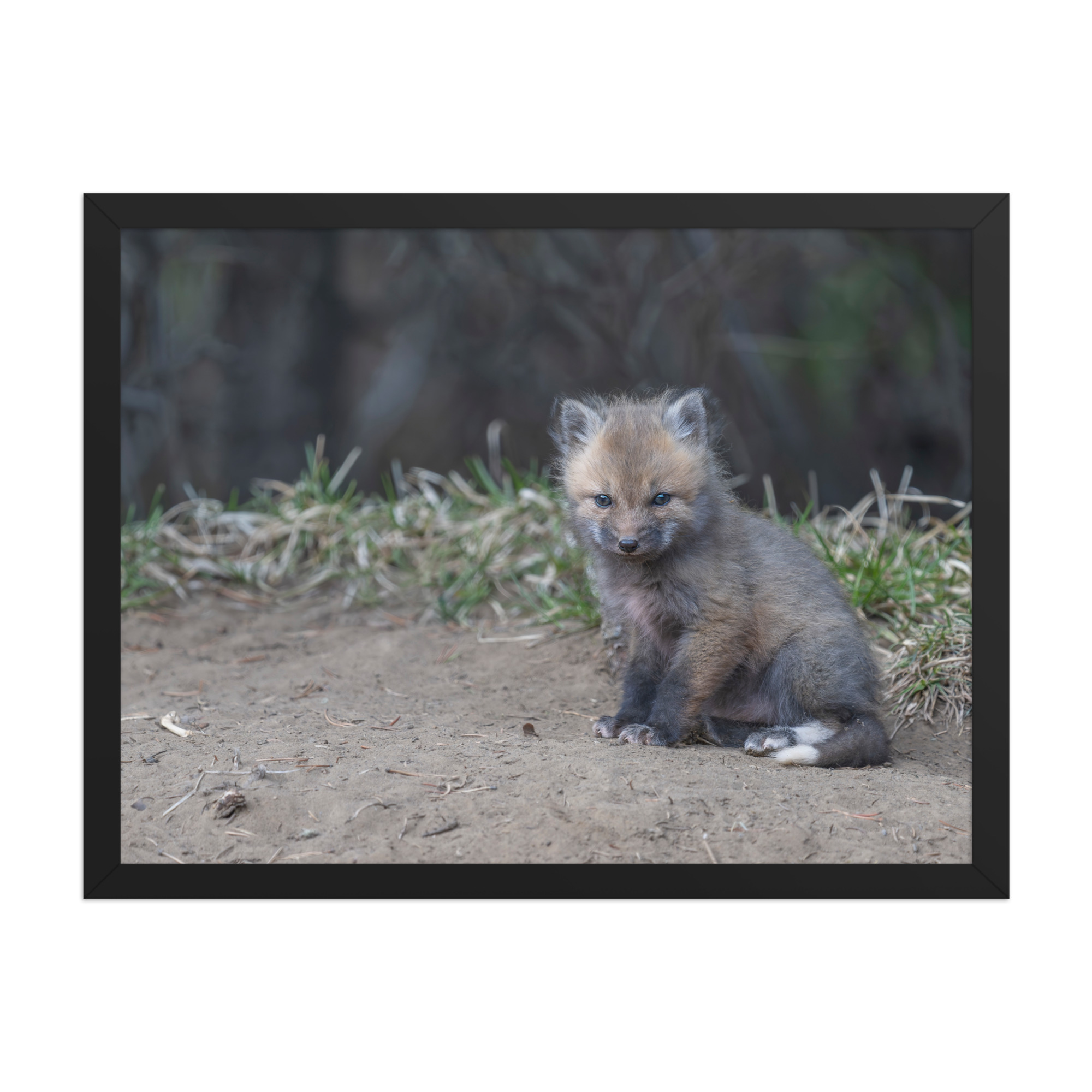 Baby Fox! Framed poster - Image 12