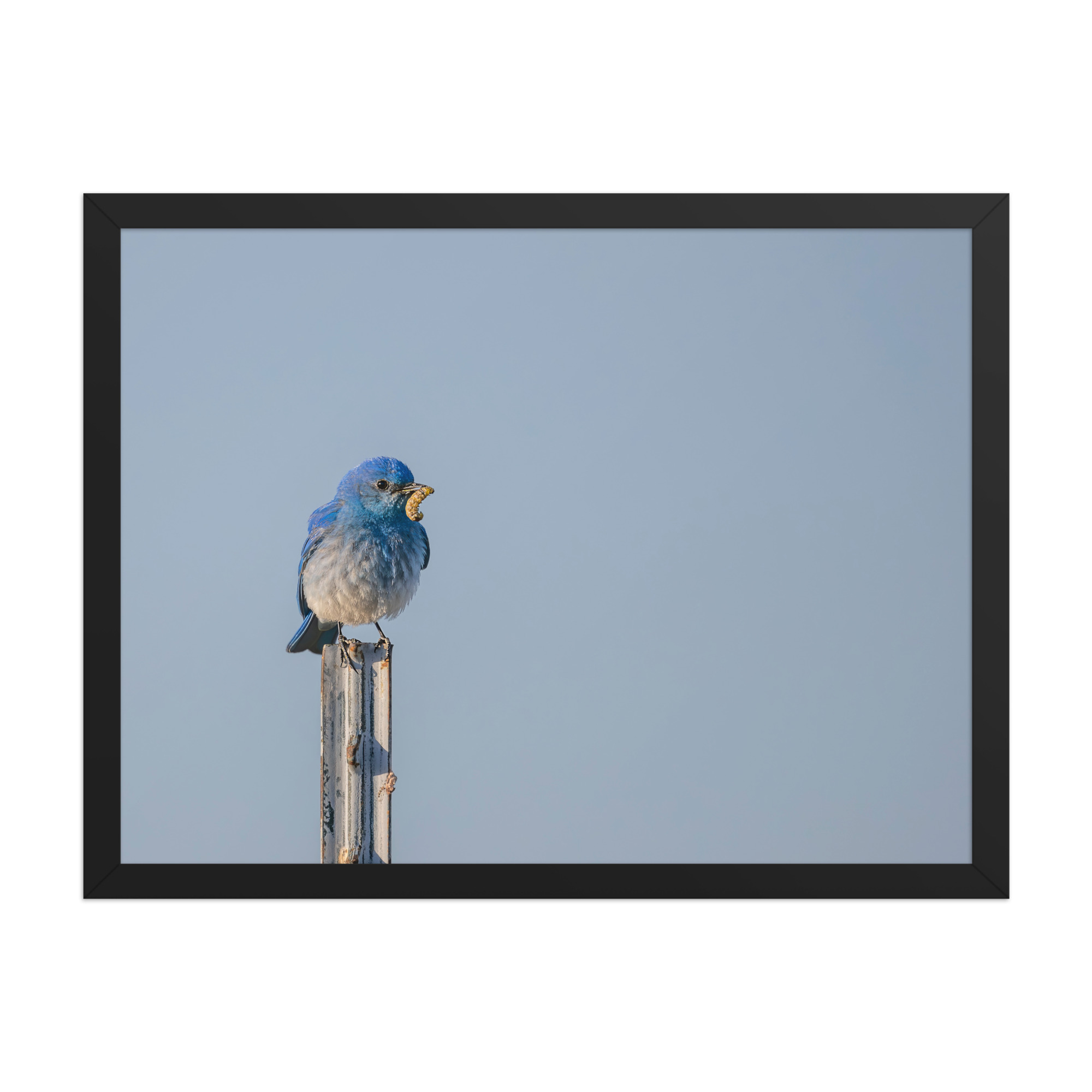 Mountain Blue Bird with food! Framed poster - Image 11