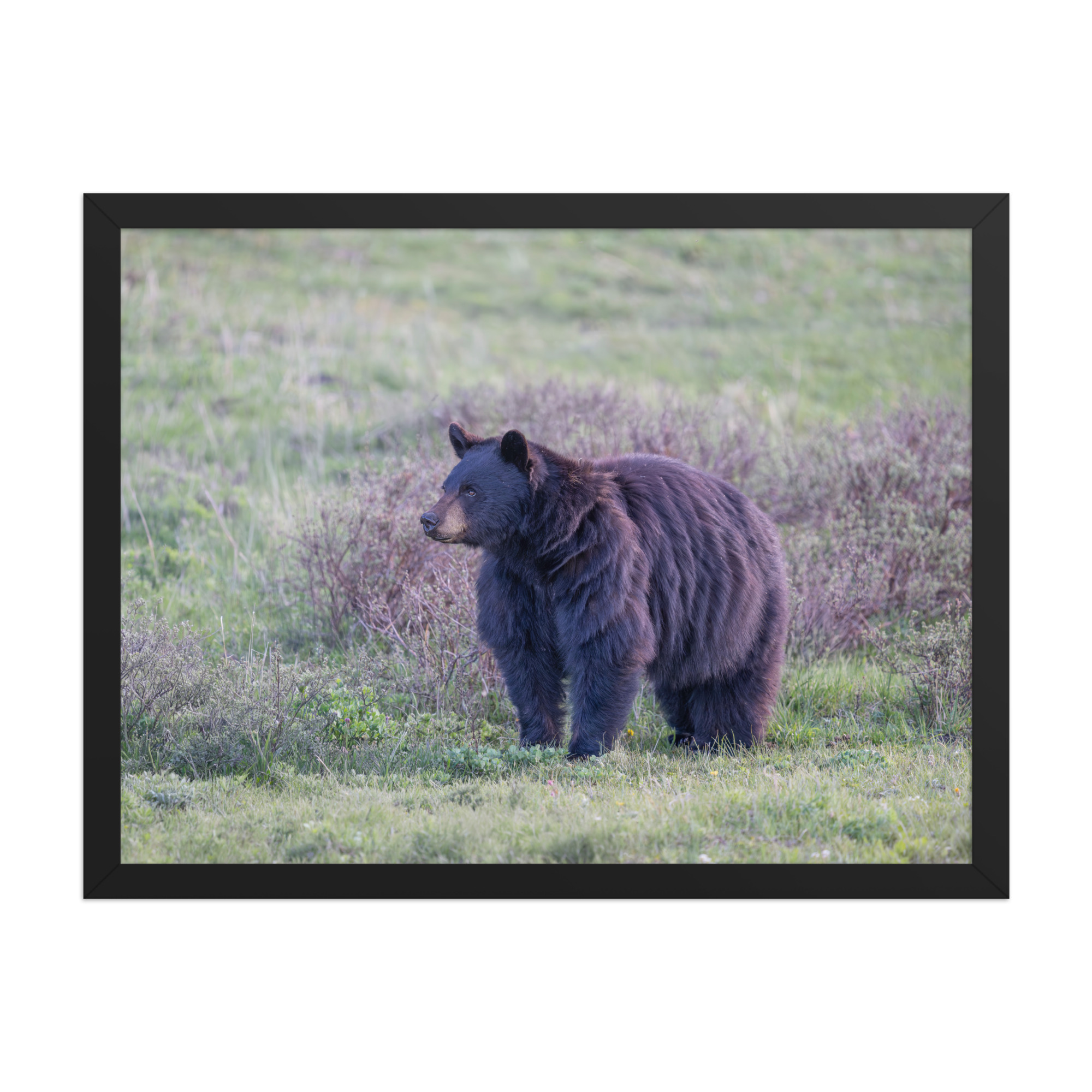 American black bear! Framed poster - Image 11