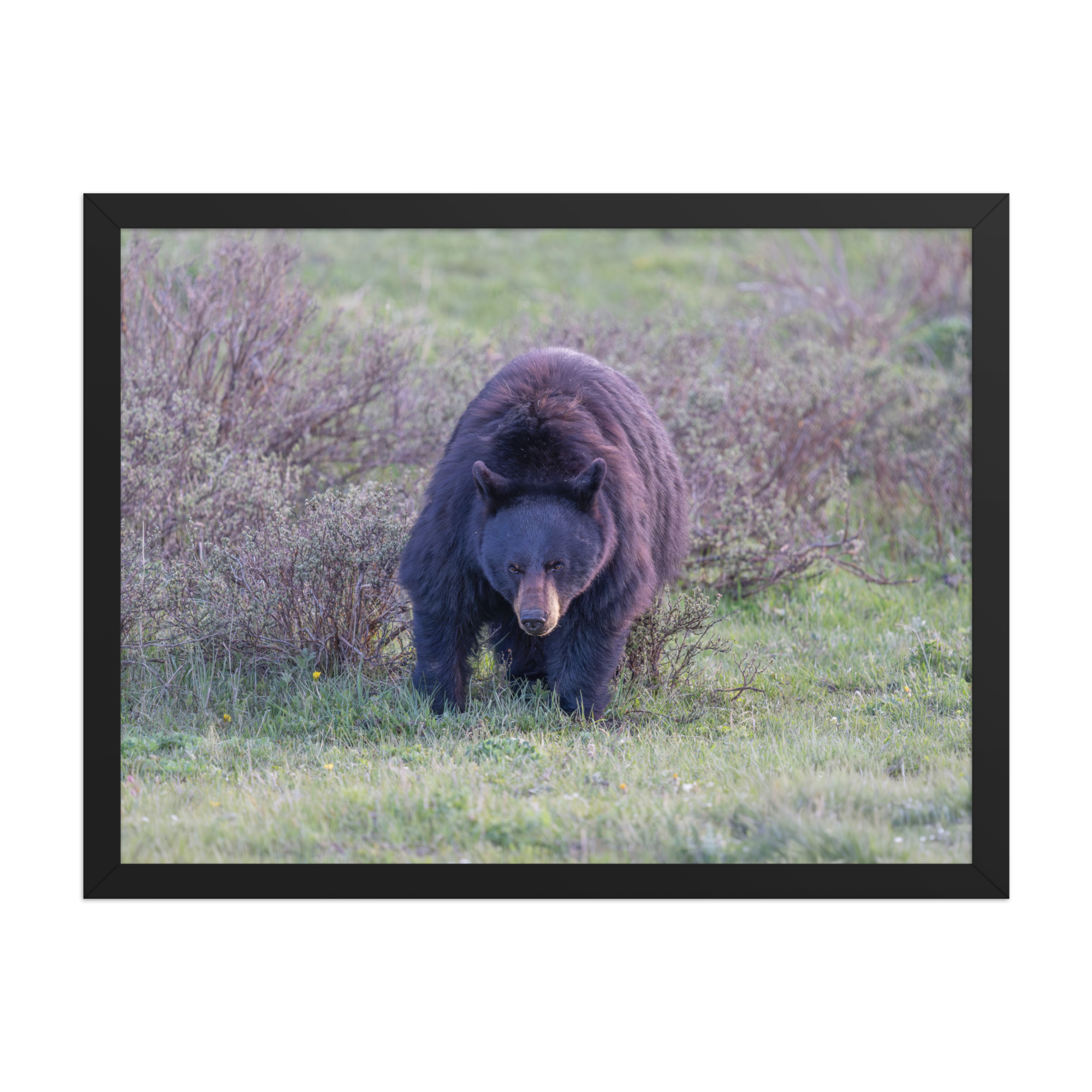 American black bear! Framed poster - Image 12