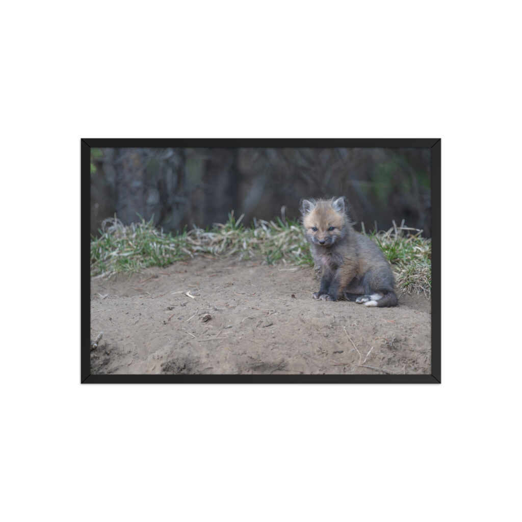 Baby Fox! Framed poster