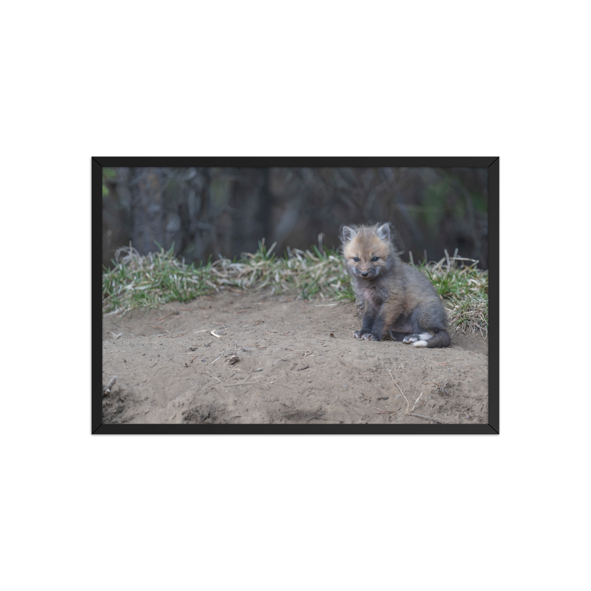 Baby Fox! Framed poster