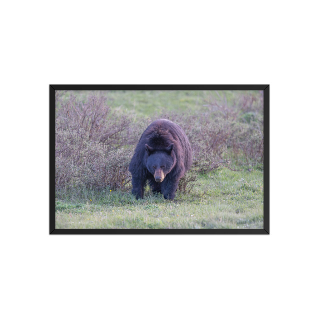 American black bear! Framed poster