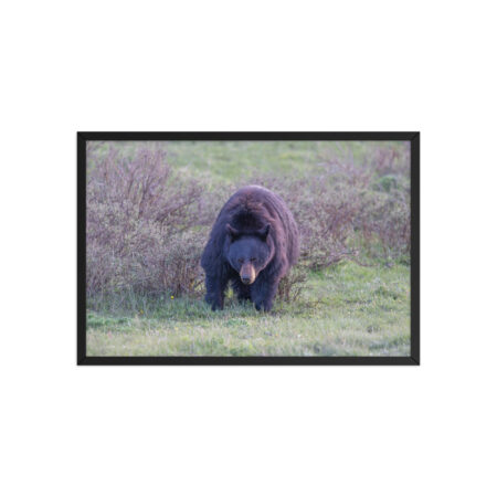 American black bear! Framed poster