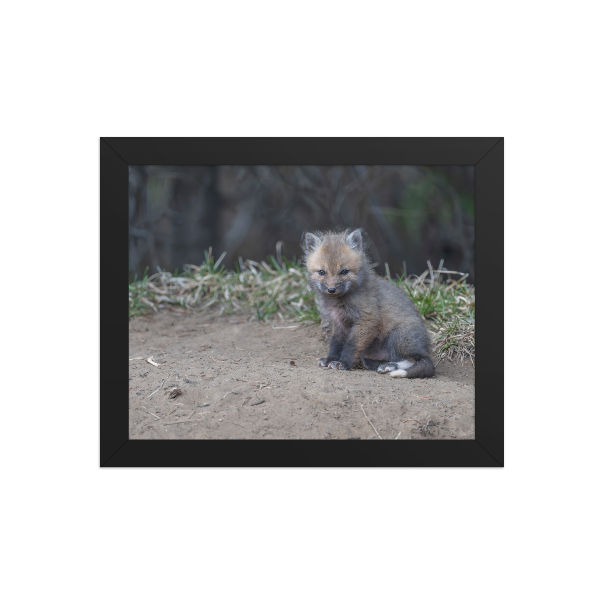 Baby Fox! Framed poster - Image 2