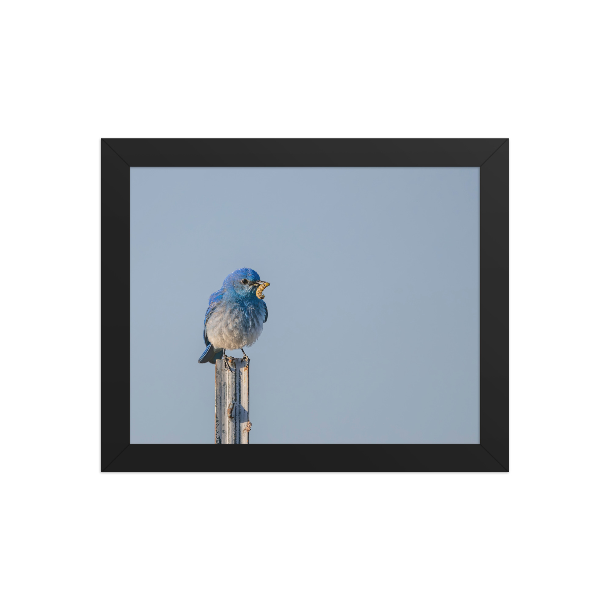 Mountain Blue Bird with food! Framed poster - Image 2