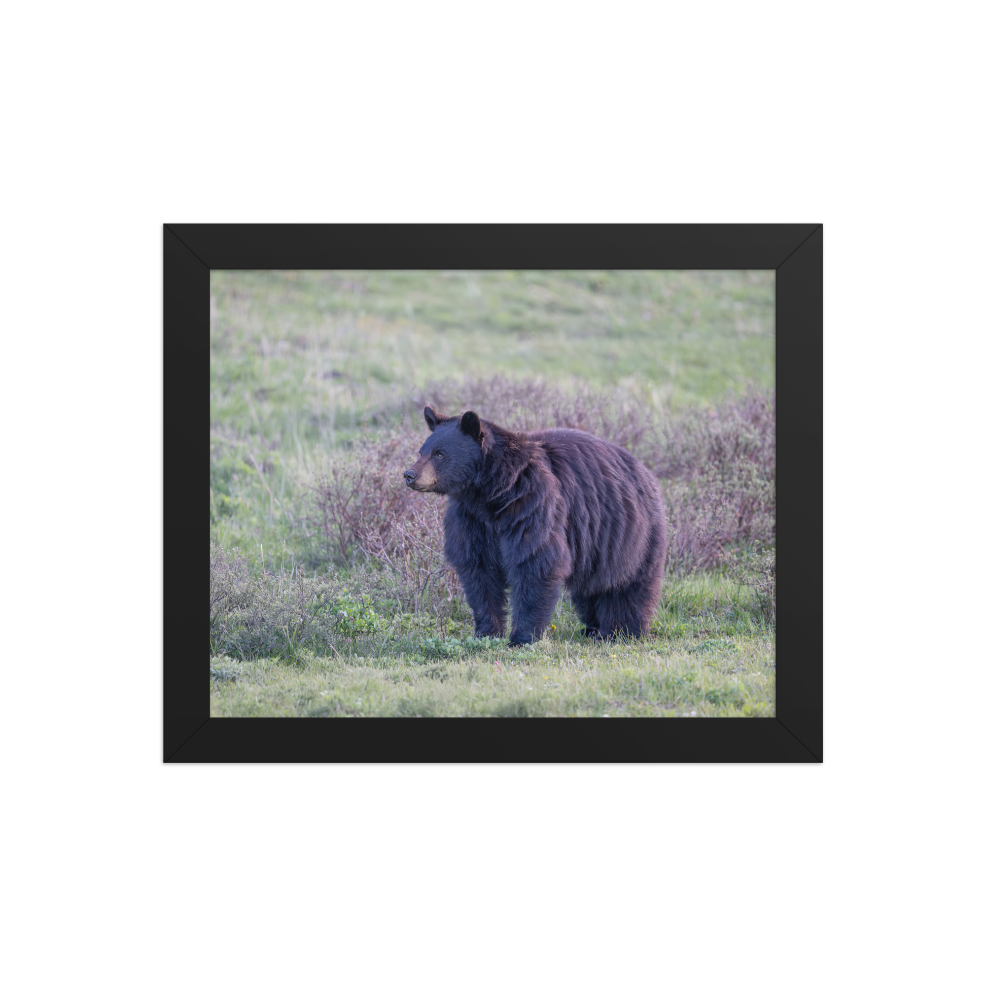 American black bear! Framed poster - Image 2