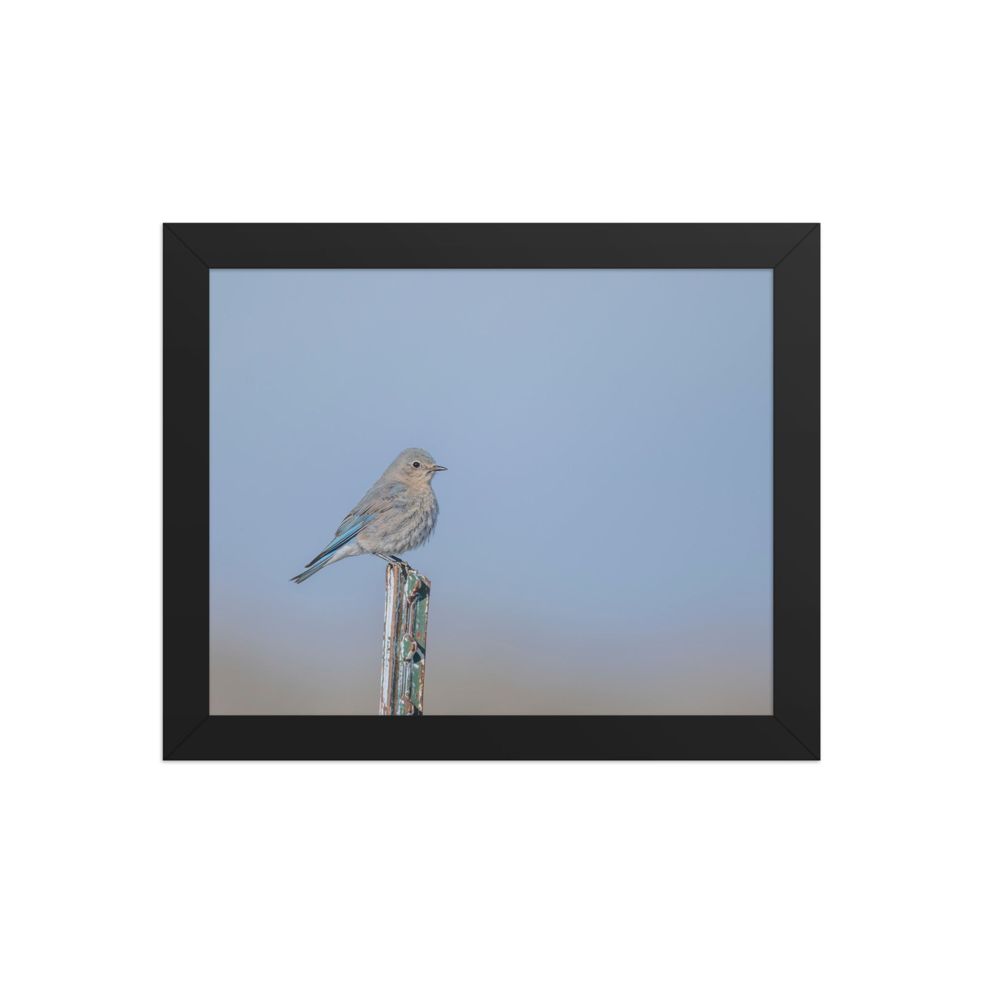 Female Mountain Bluebird! Framed poster - Image 2