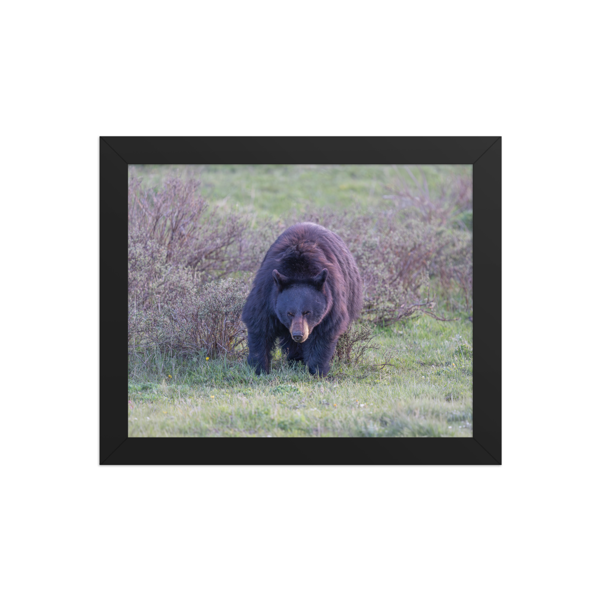 American black bear! Framed poster - Image 2