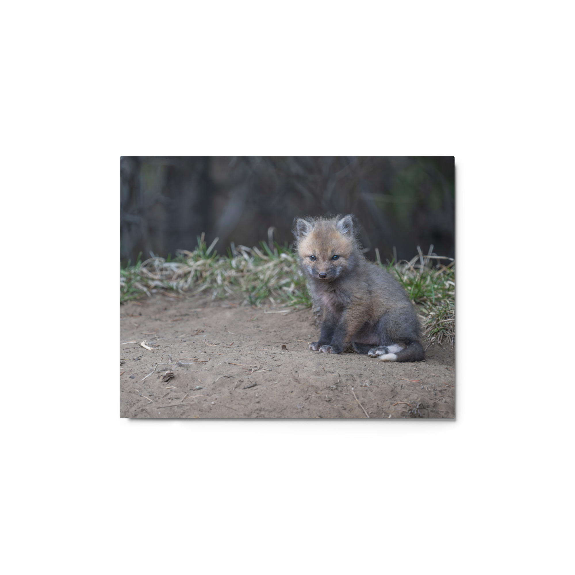 Baby Fox! Metal prints - Image 2