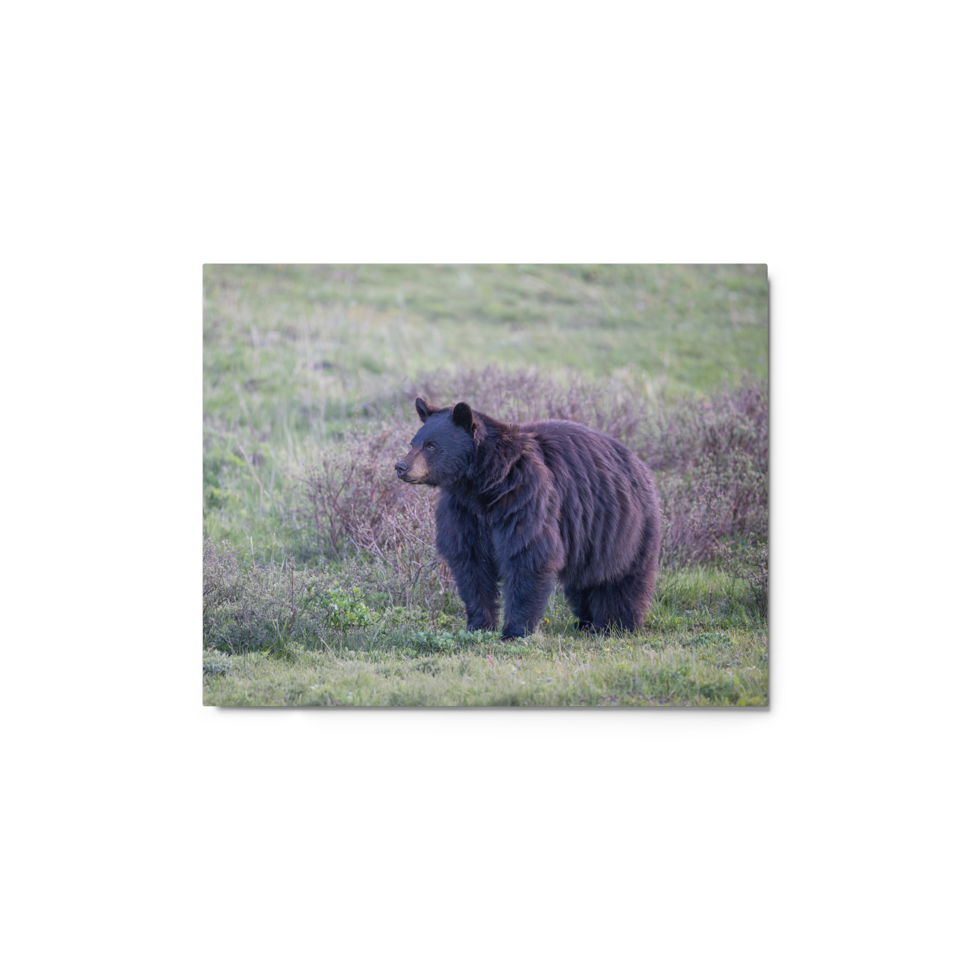 American black bear! Metal prints - Image 2