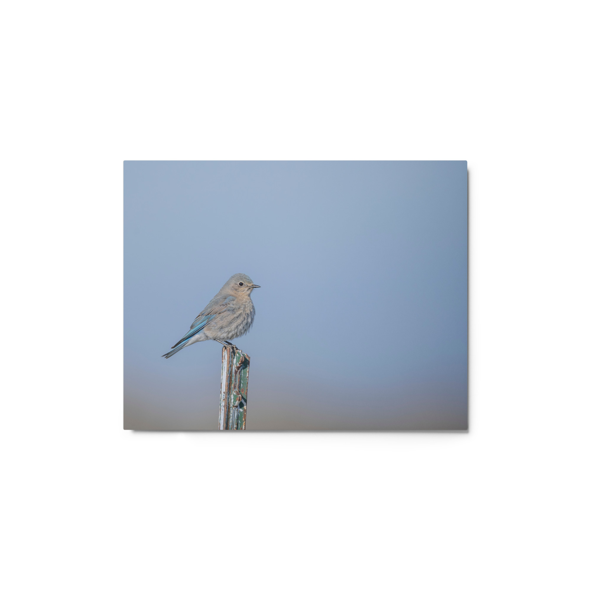 Female Mountain Bluebird! Metal prints - Image 2