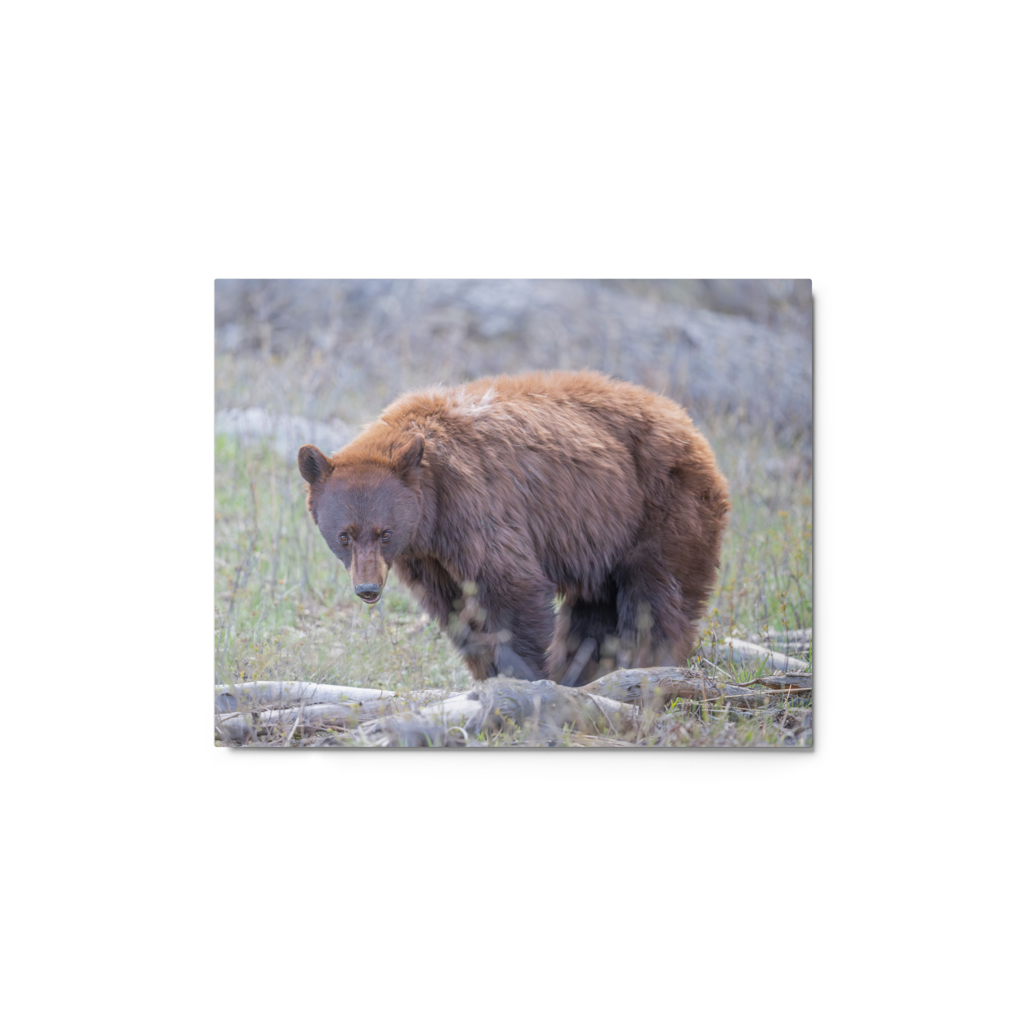 Cinnamon bear! Metal prints - Image 2