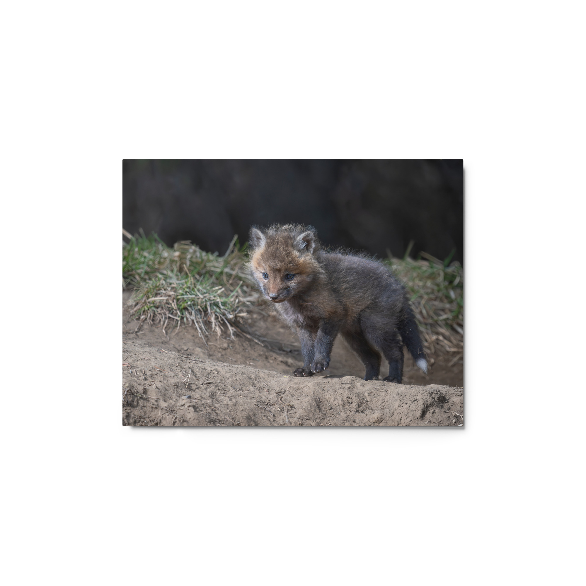 Curious Fox Cub! Metal prints - Image 2