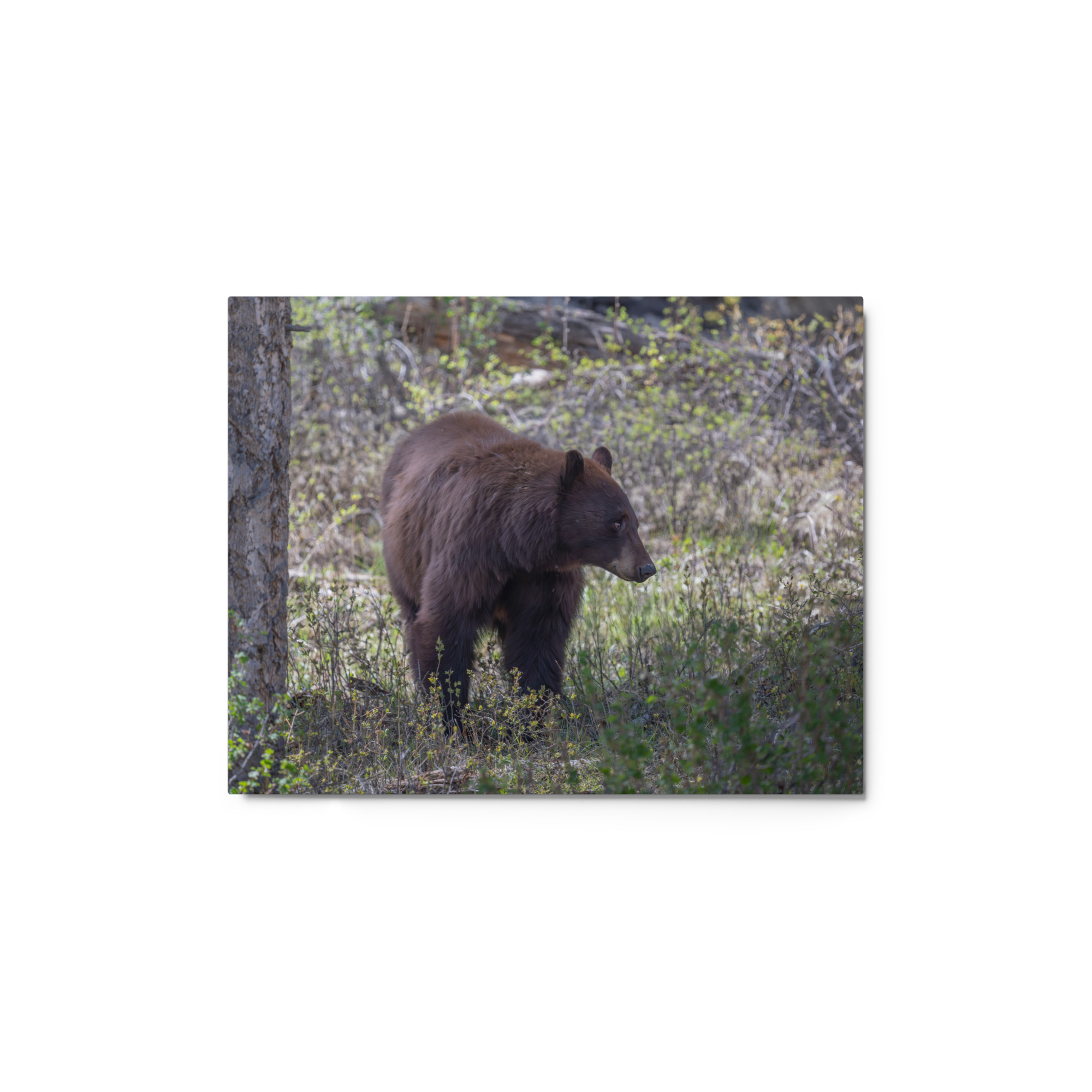 Cinnamon bear! Metal prints - Image 2