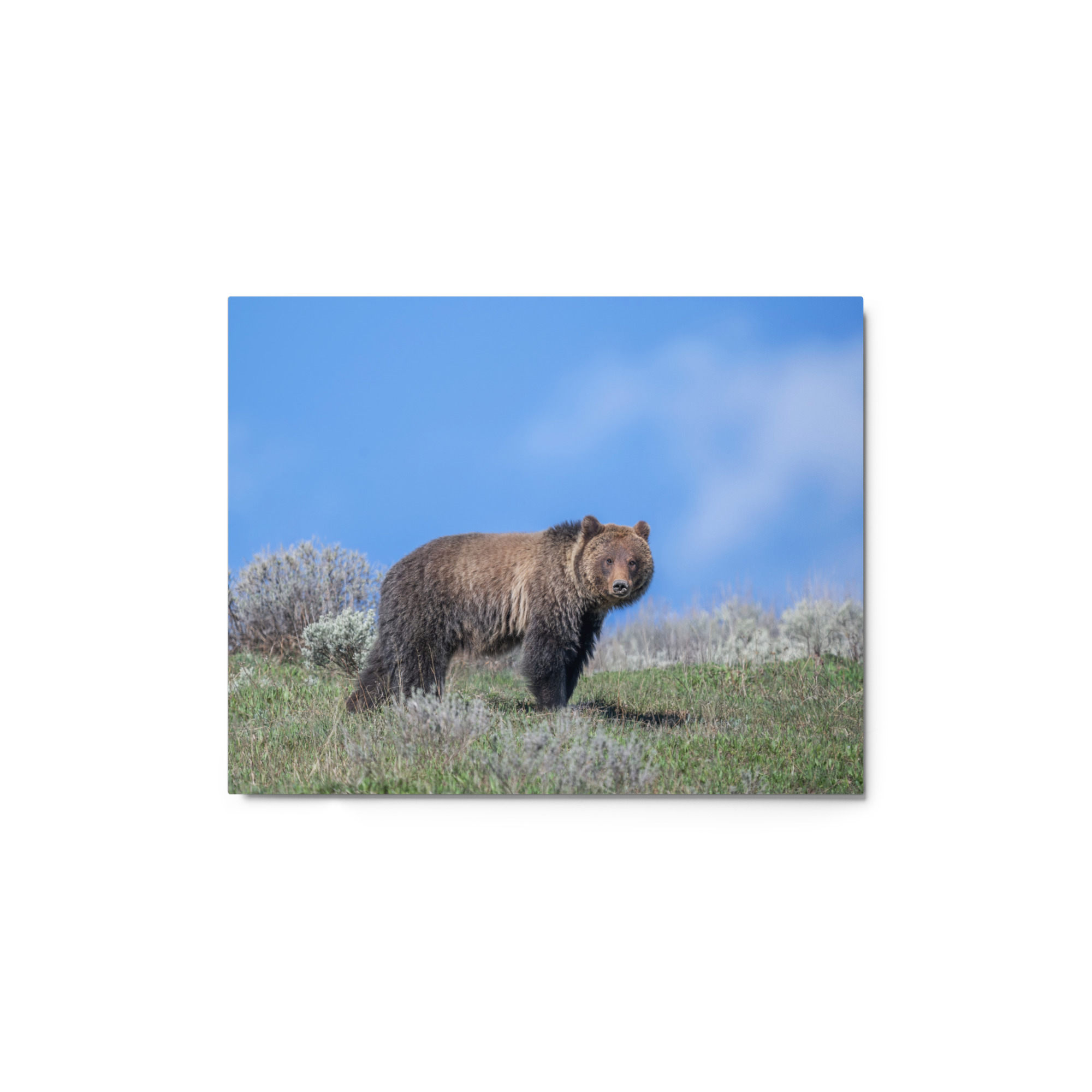 Gentle Brown Eyes in a Blue Sky! Metal prints - Image 2