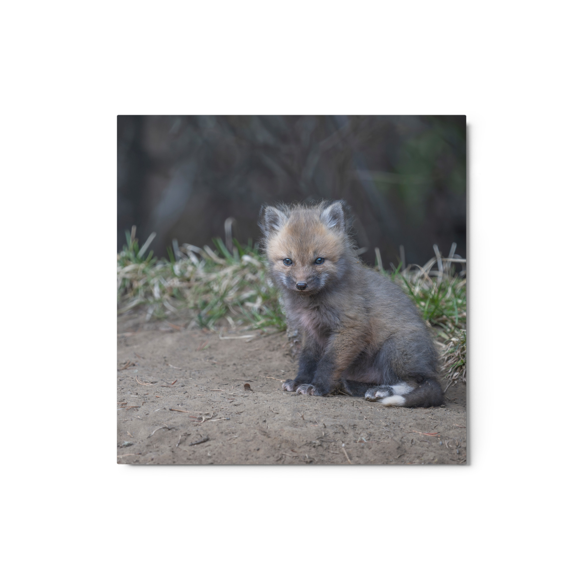 Baby Fox! Metal prints - Image 3