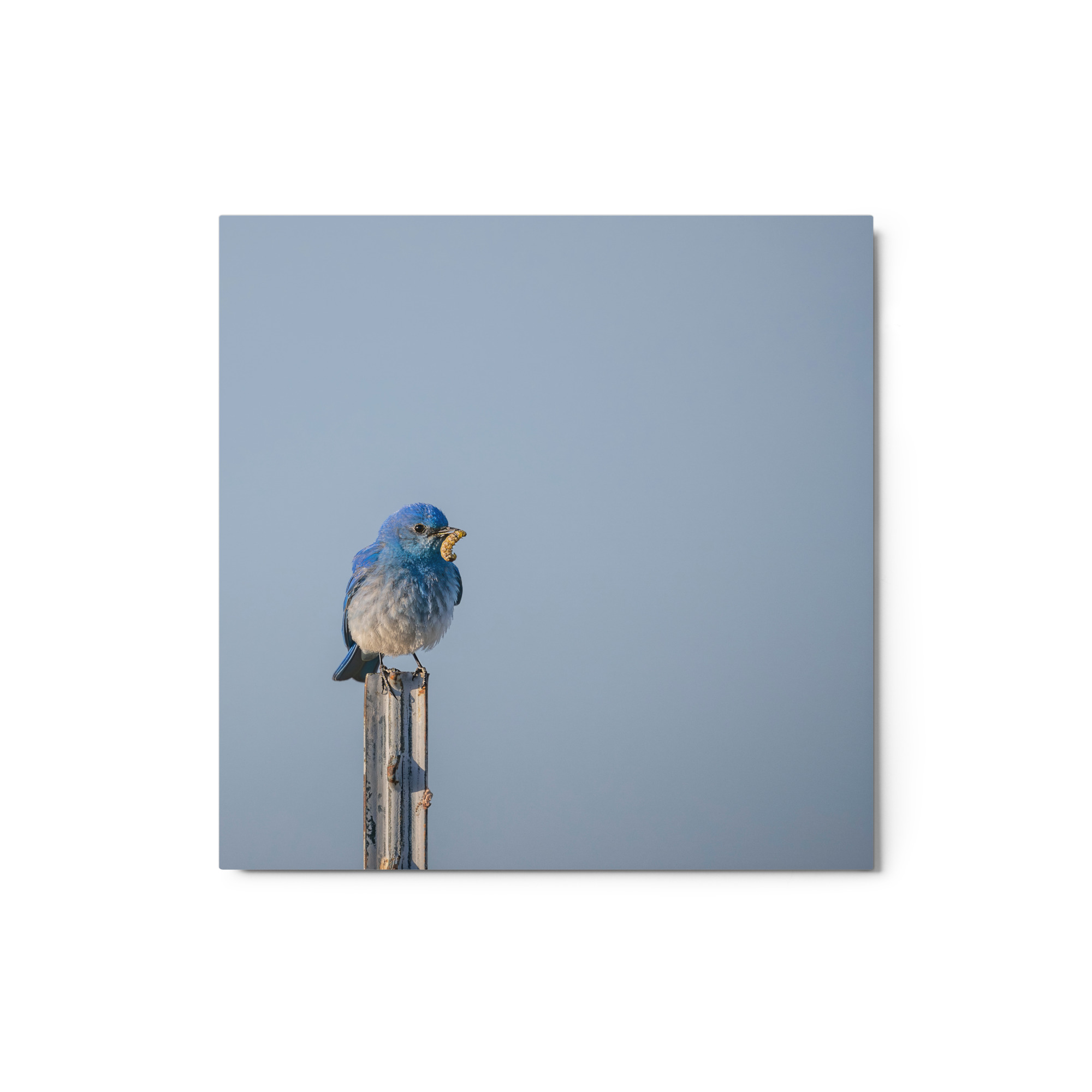 Mountain Blue Bird with food! Metal prints - Image 3