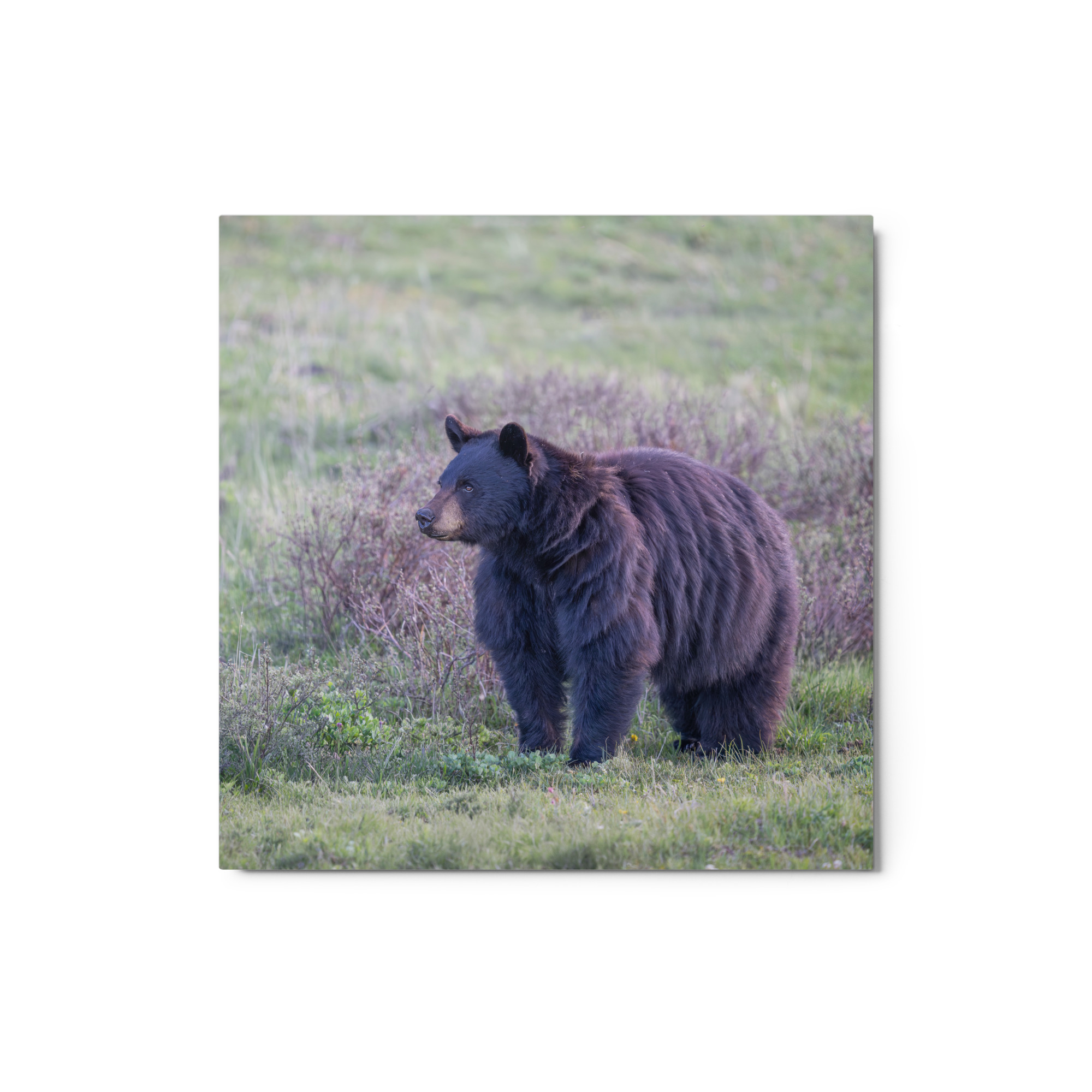 American black bear! Metal prints - Image 3