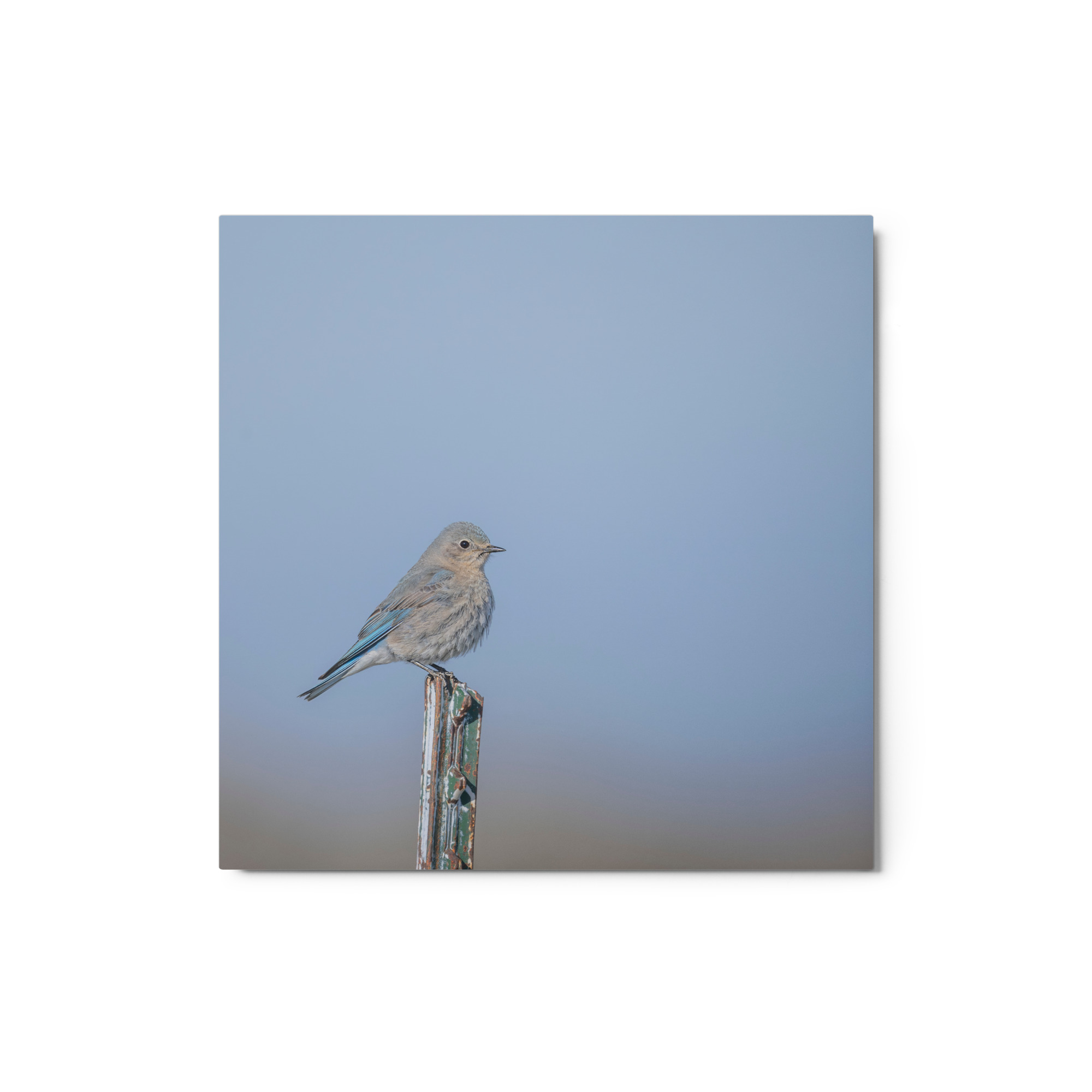 Female Mountain Bluebird! Metal prints - Image 3