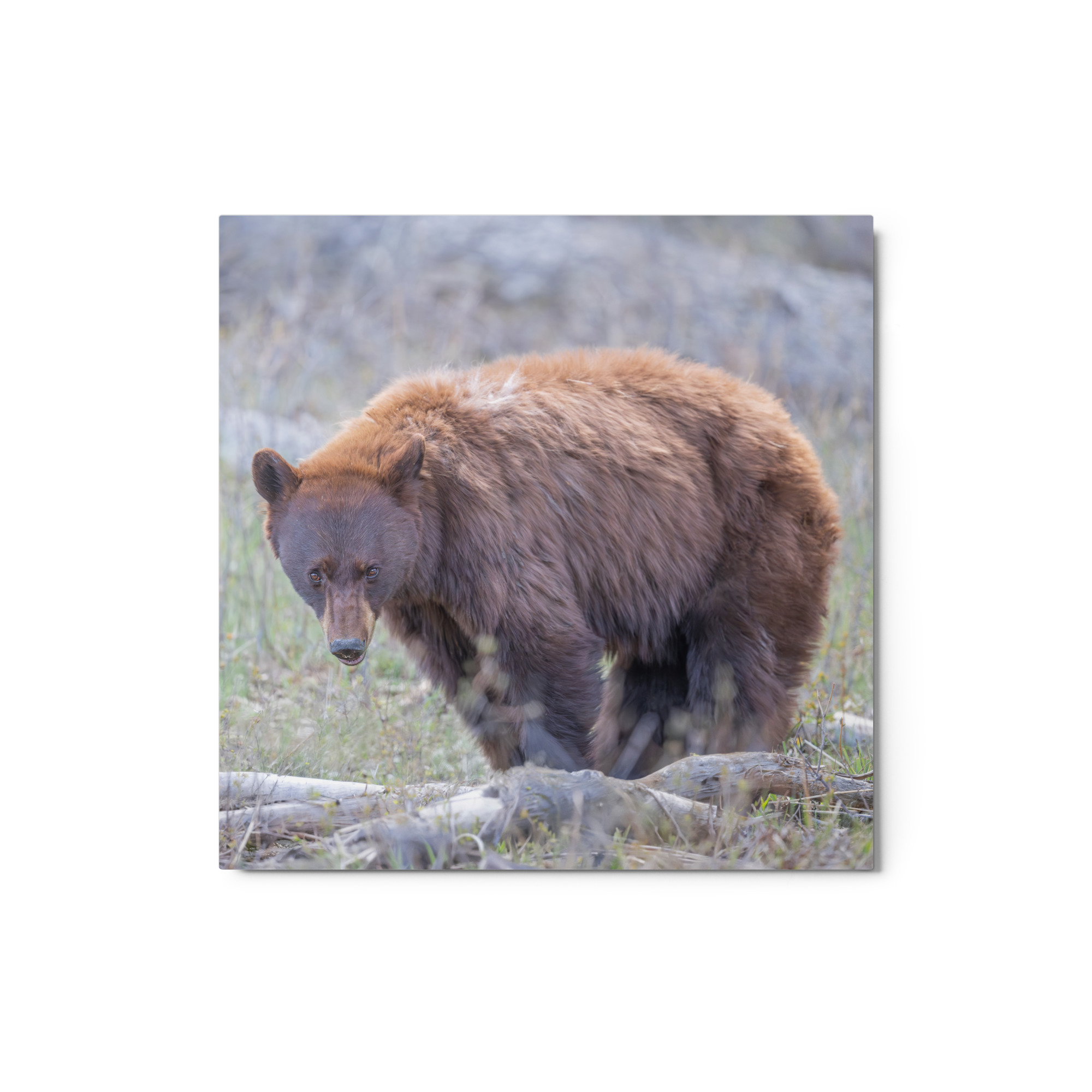 Cinnamon bear! Metal prints - Image 3