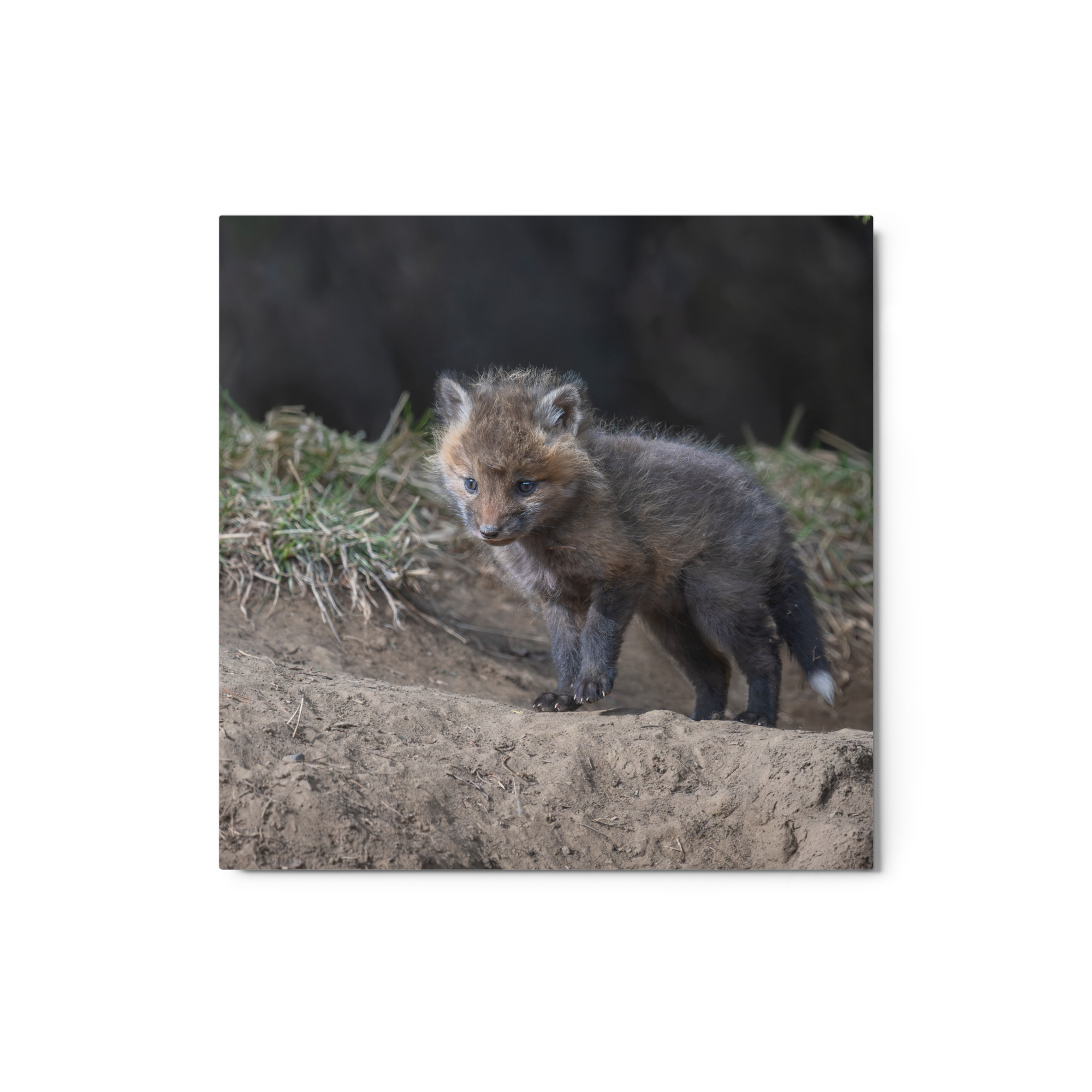 Curious Fox Cub! Metal prints - Image 3