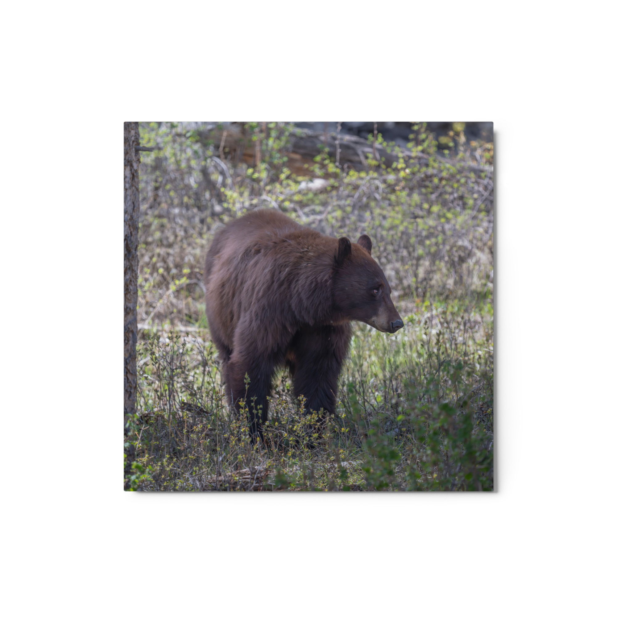 Cinnamon bear! Metal prints - Image 3