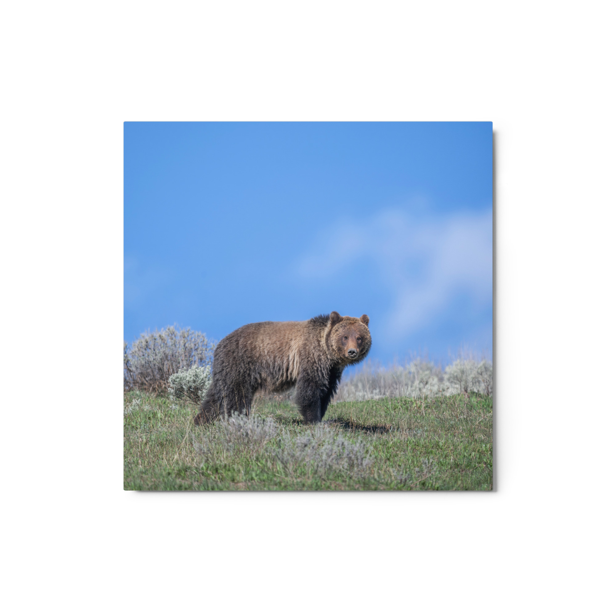 Gentle Brown Eyes in a Blue Sky! Metal prints - Image 3