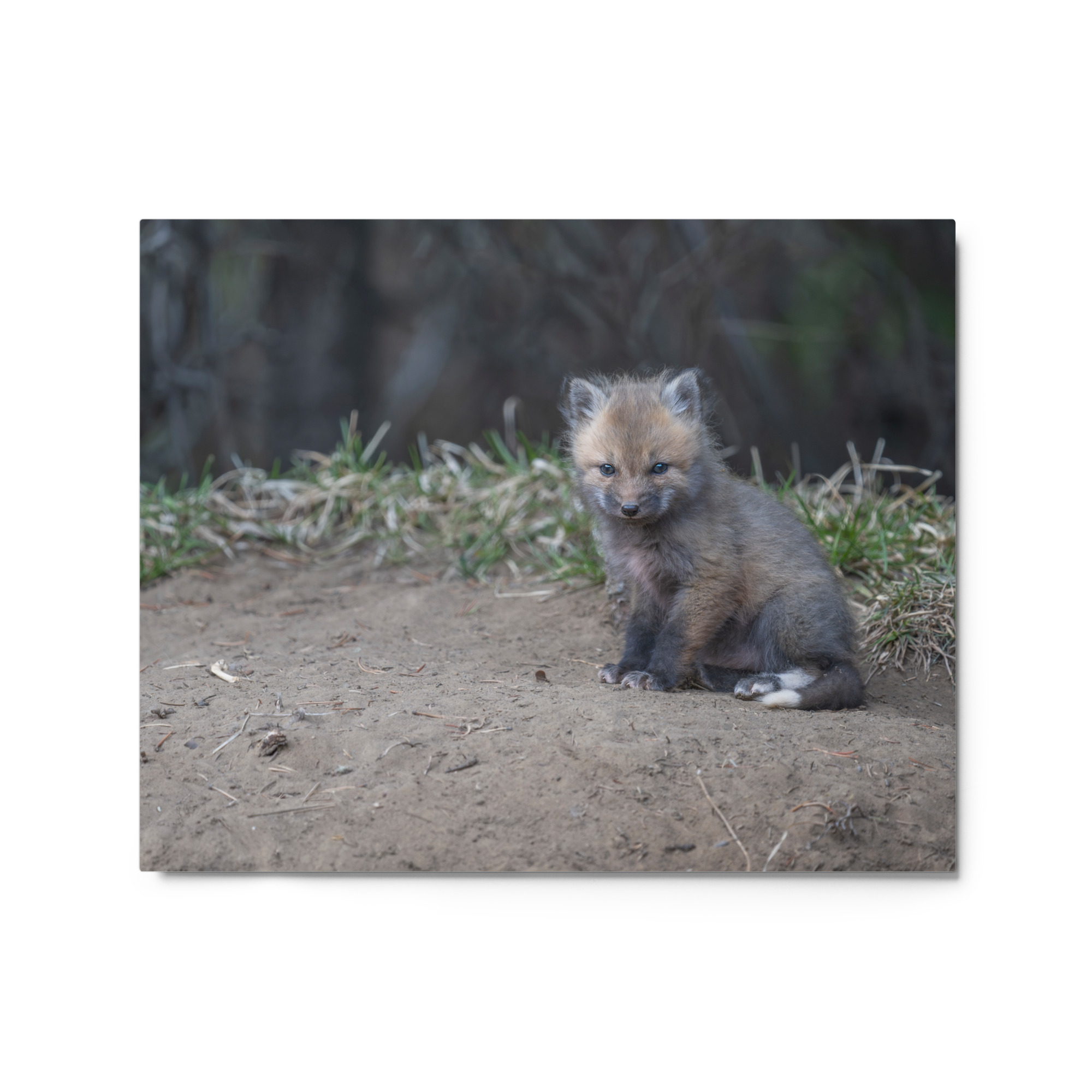 Baby Fox! Metal prints - Image 4