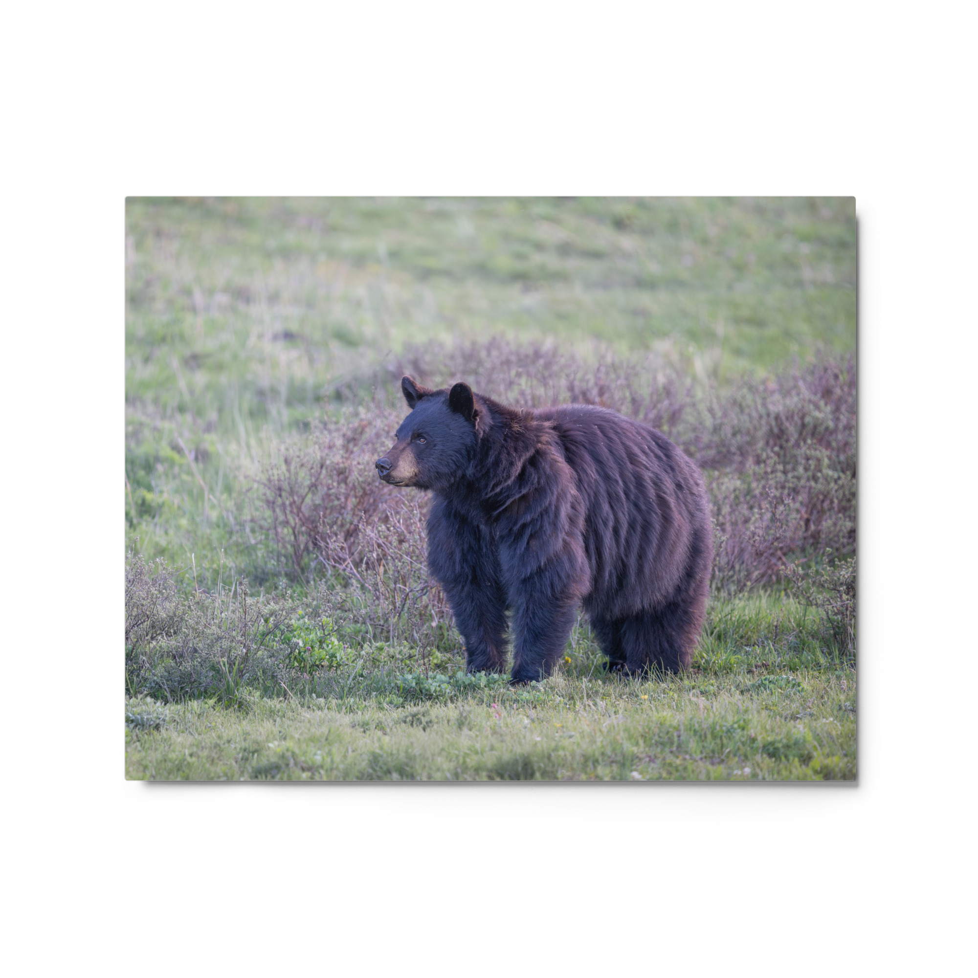 American black bear! Metal prints - Image 4