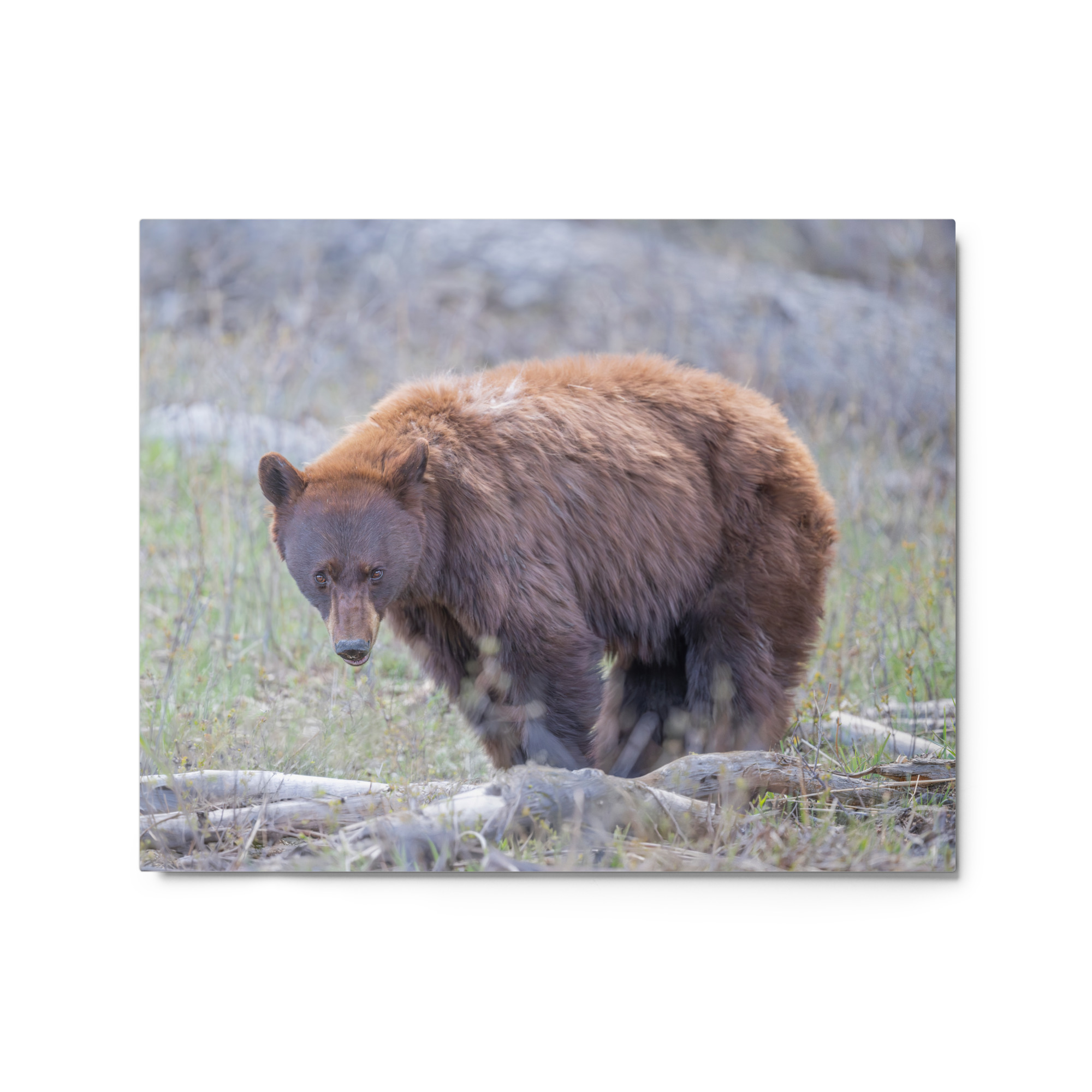 Cinnamon bear! Metal prints - Image 4