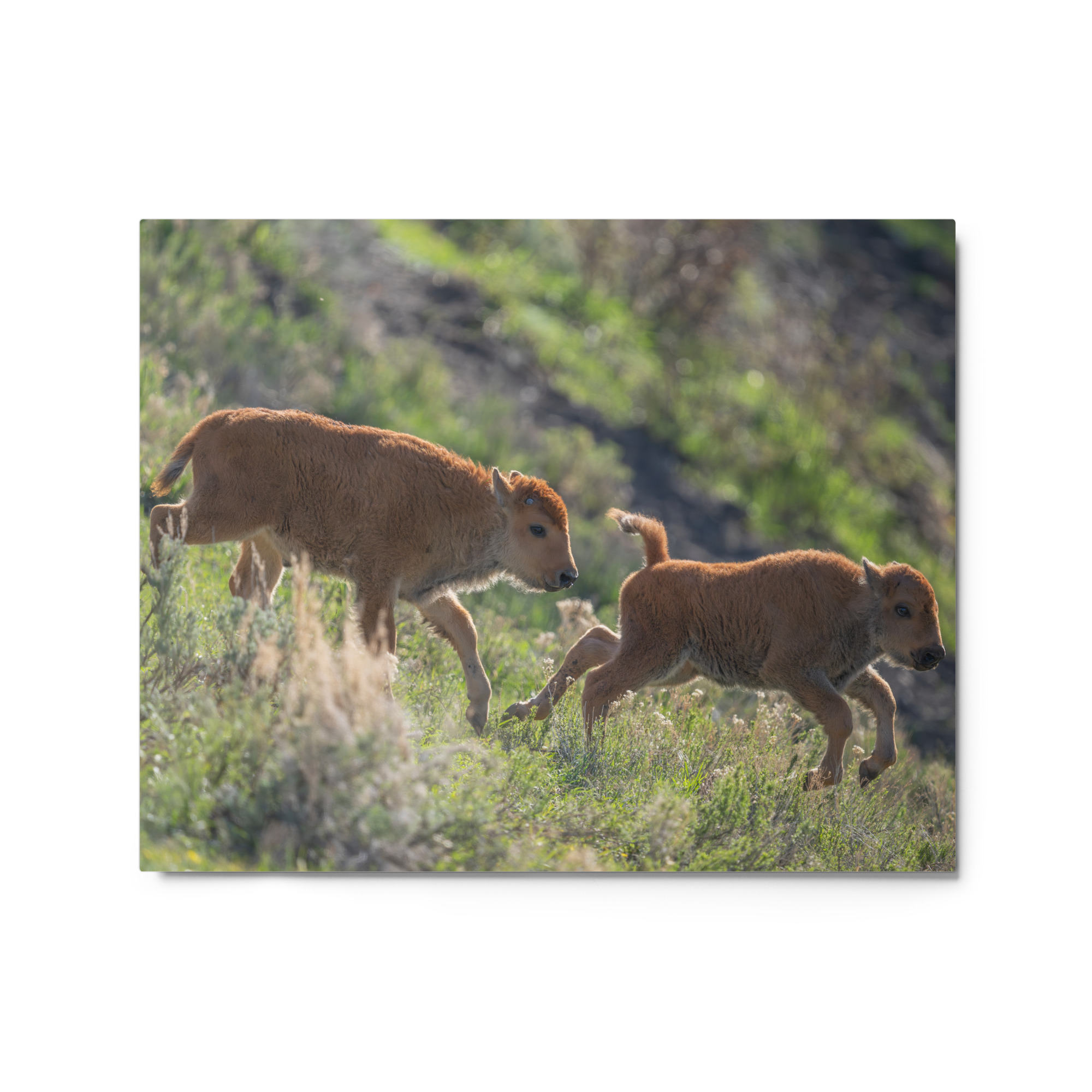 Red Dogs! Metal prints - Image 2