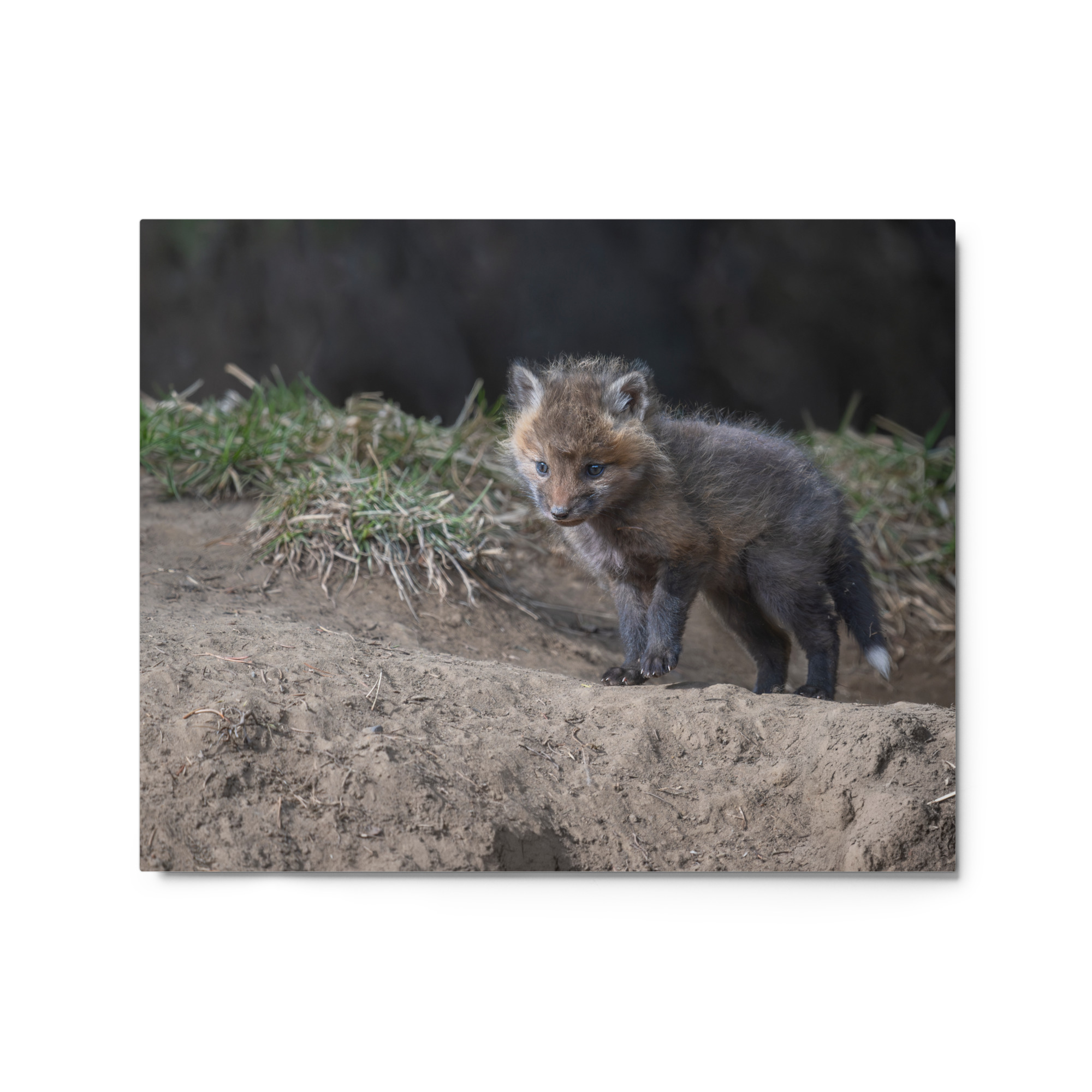 Curious Fox Cub! Metal prints - Image 4