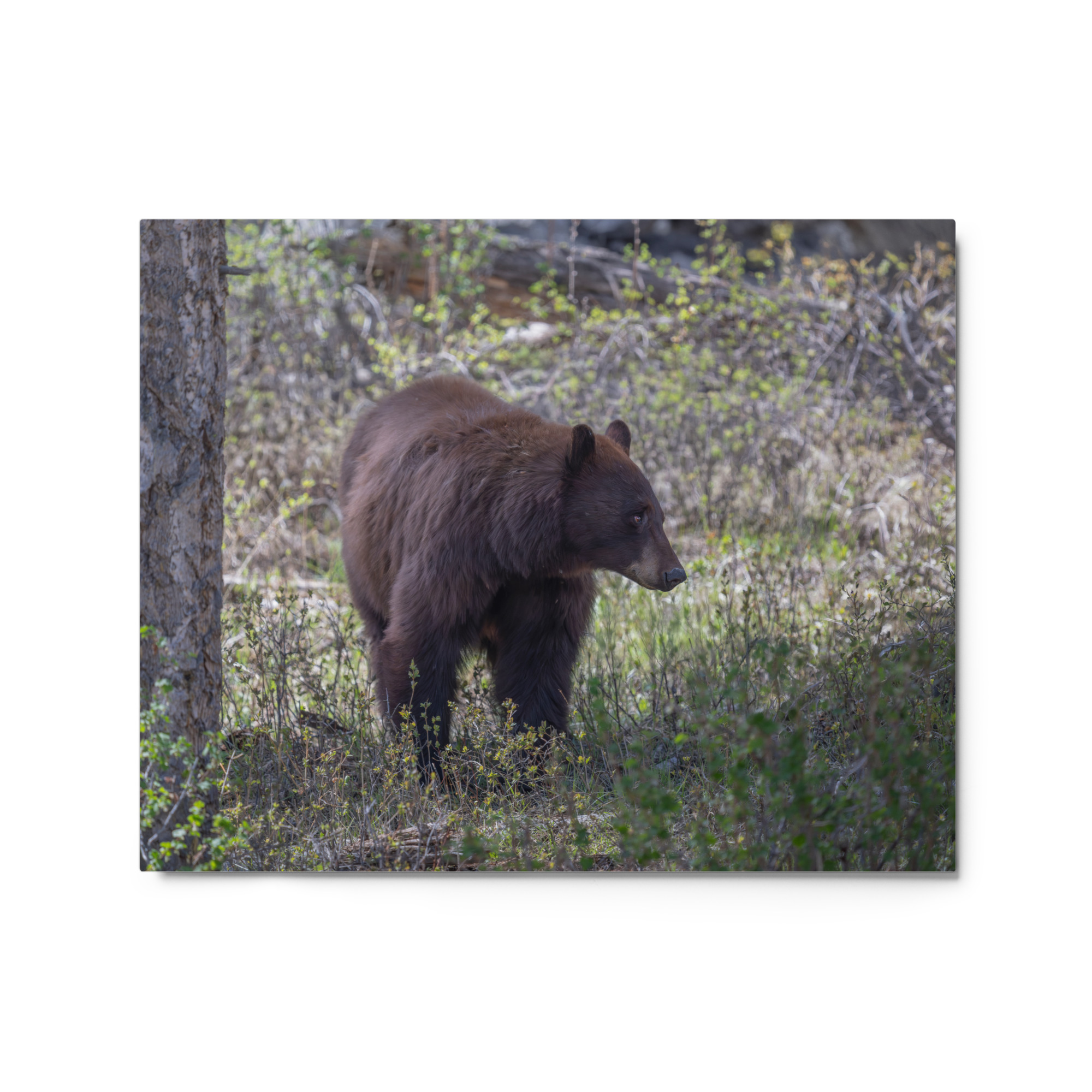 Cinnamon bear! Metal prints - Image 4