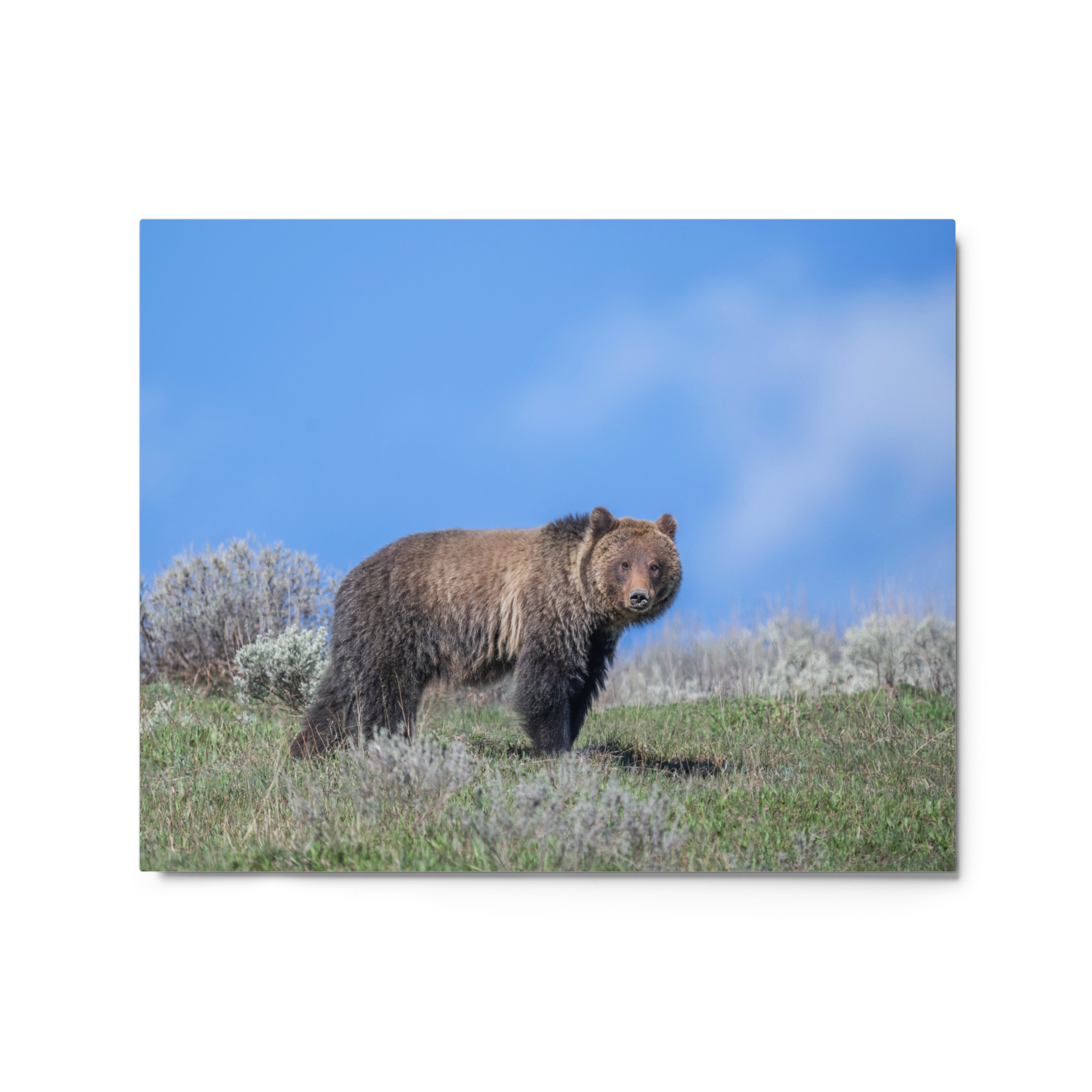 Gentle Brown Eyes in a Blue Sky! Metal prints - Image 4