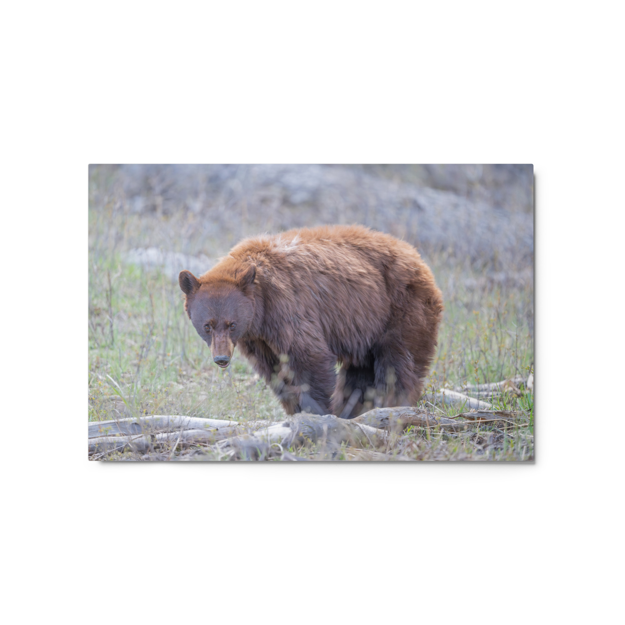 Cinnamon bear! Metal prints - Image 5