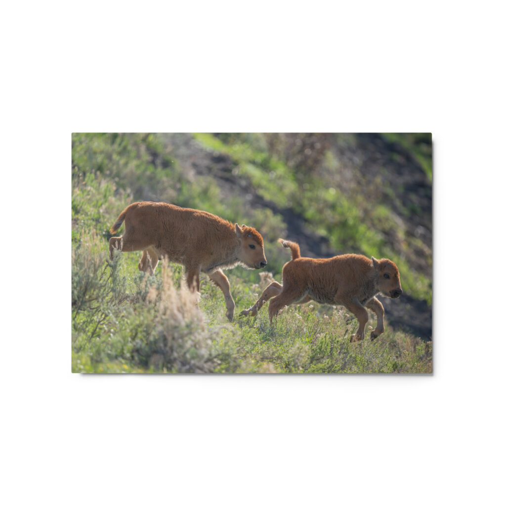 Red Dogs! Metal prints