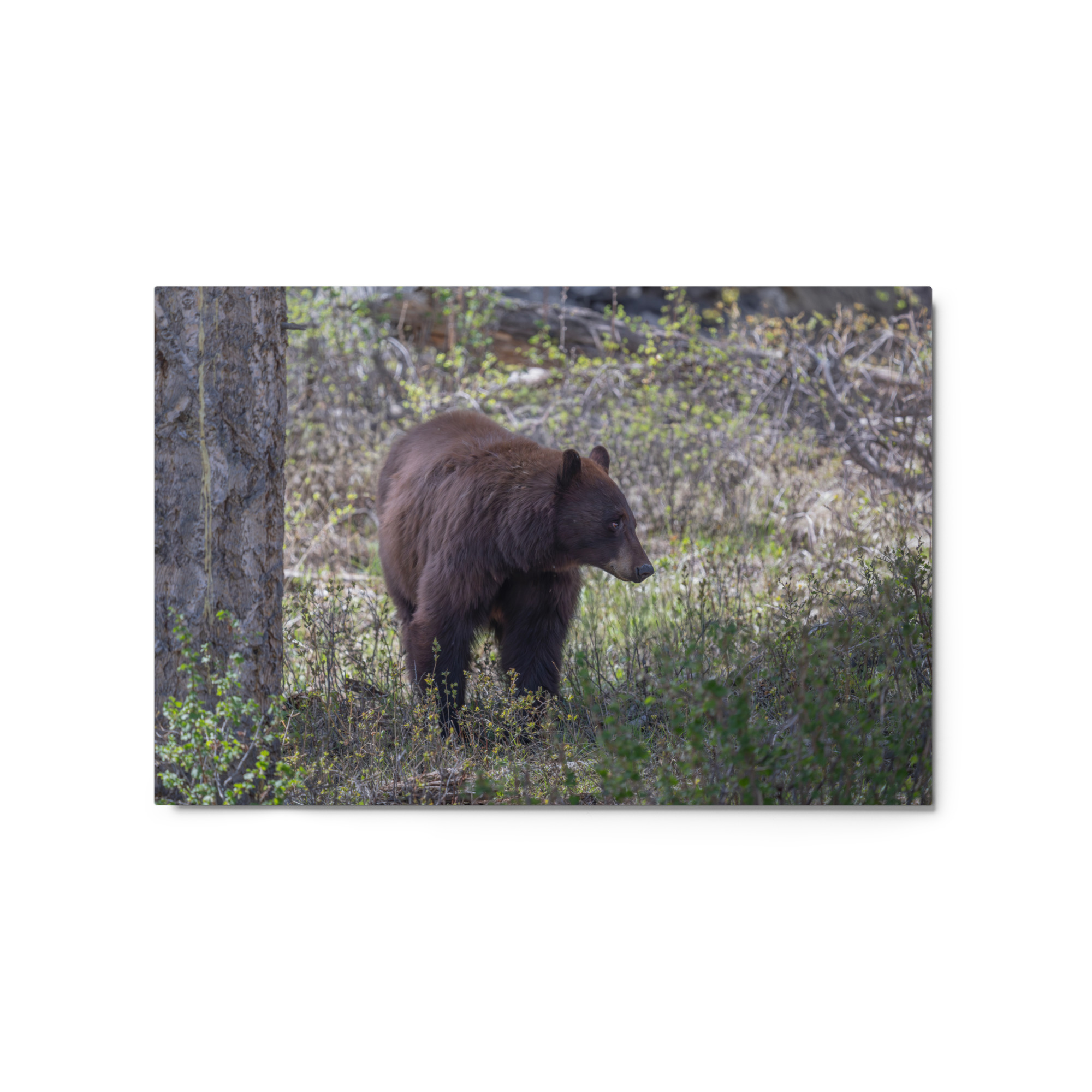 Cinnamon bear! Metal prints - Image 5