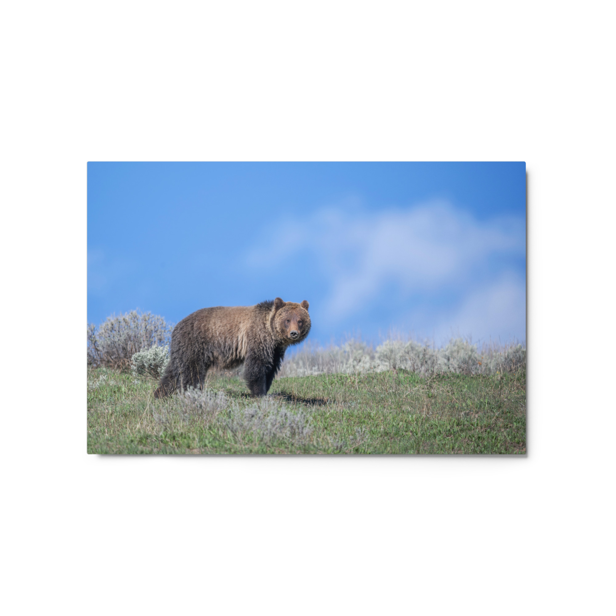 Gentle Brown Eyes in a Blue Sky! Metal prints - Image 5