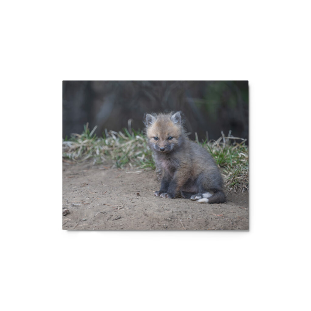 Baby Fox! Metal prints