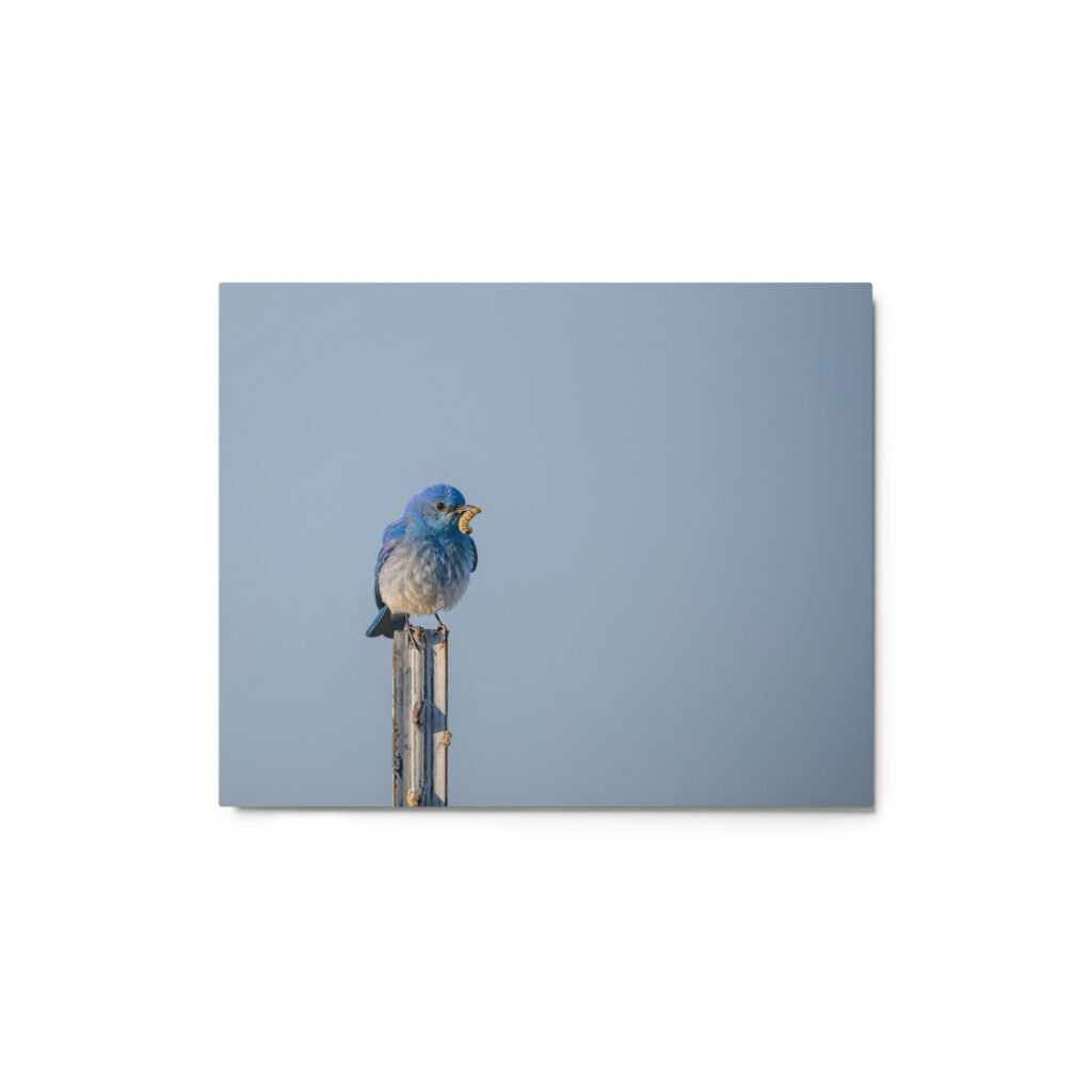 Mountain Blue Bird with food! Metal prints