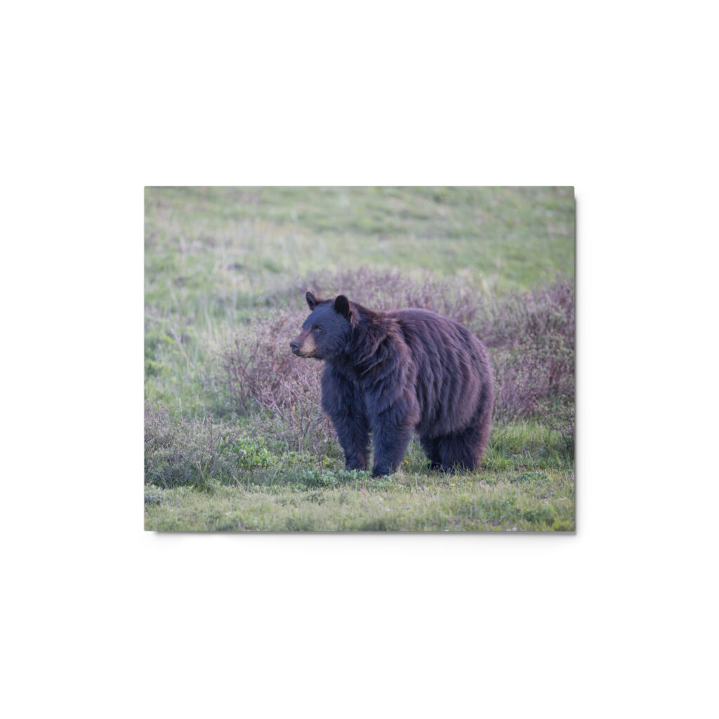 American black bear! Metal prints